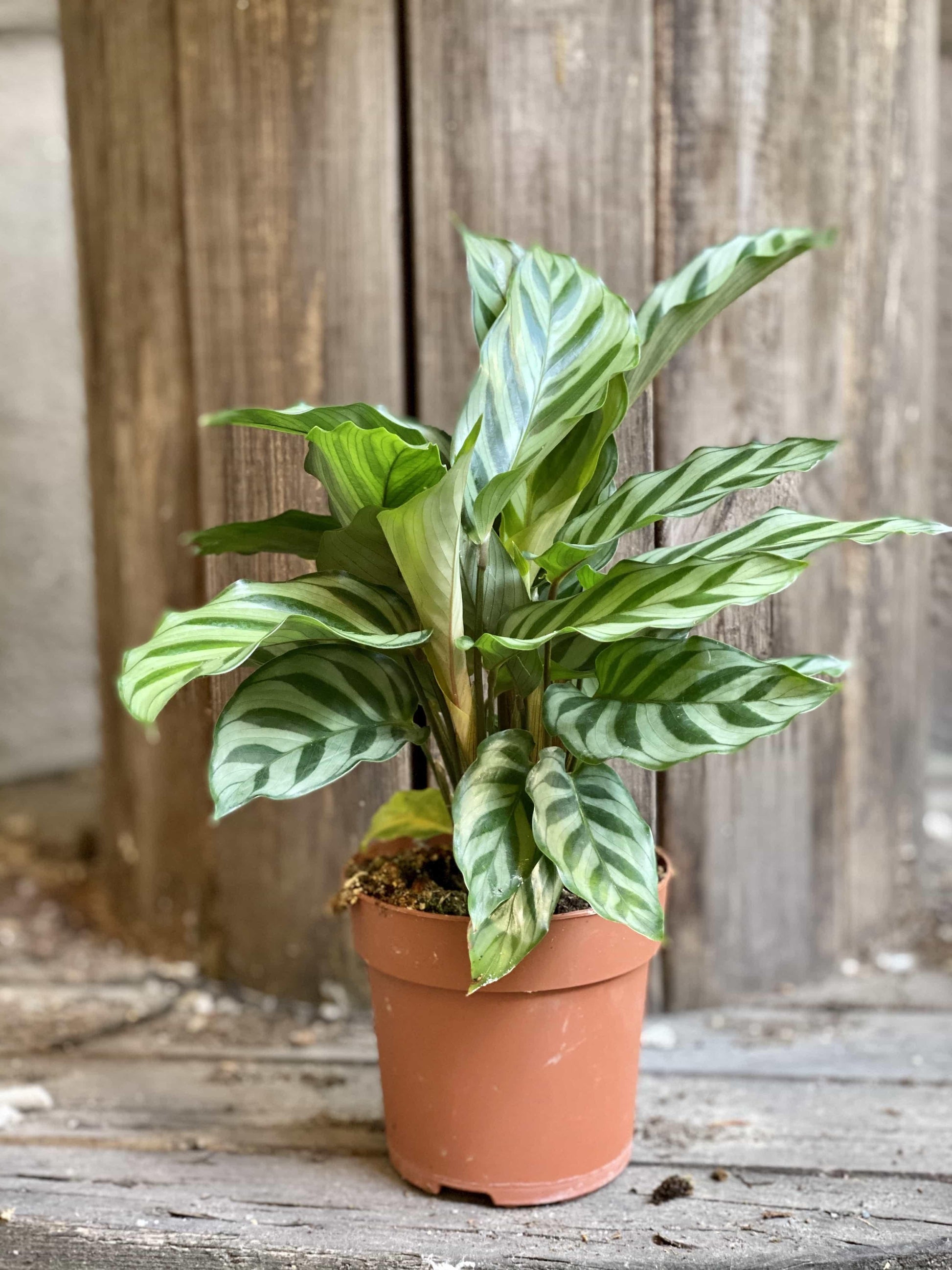 Calathea Freddie - View 13 from www redcrocus com