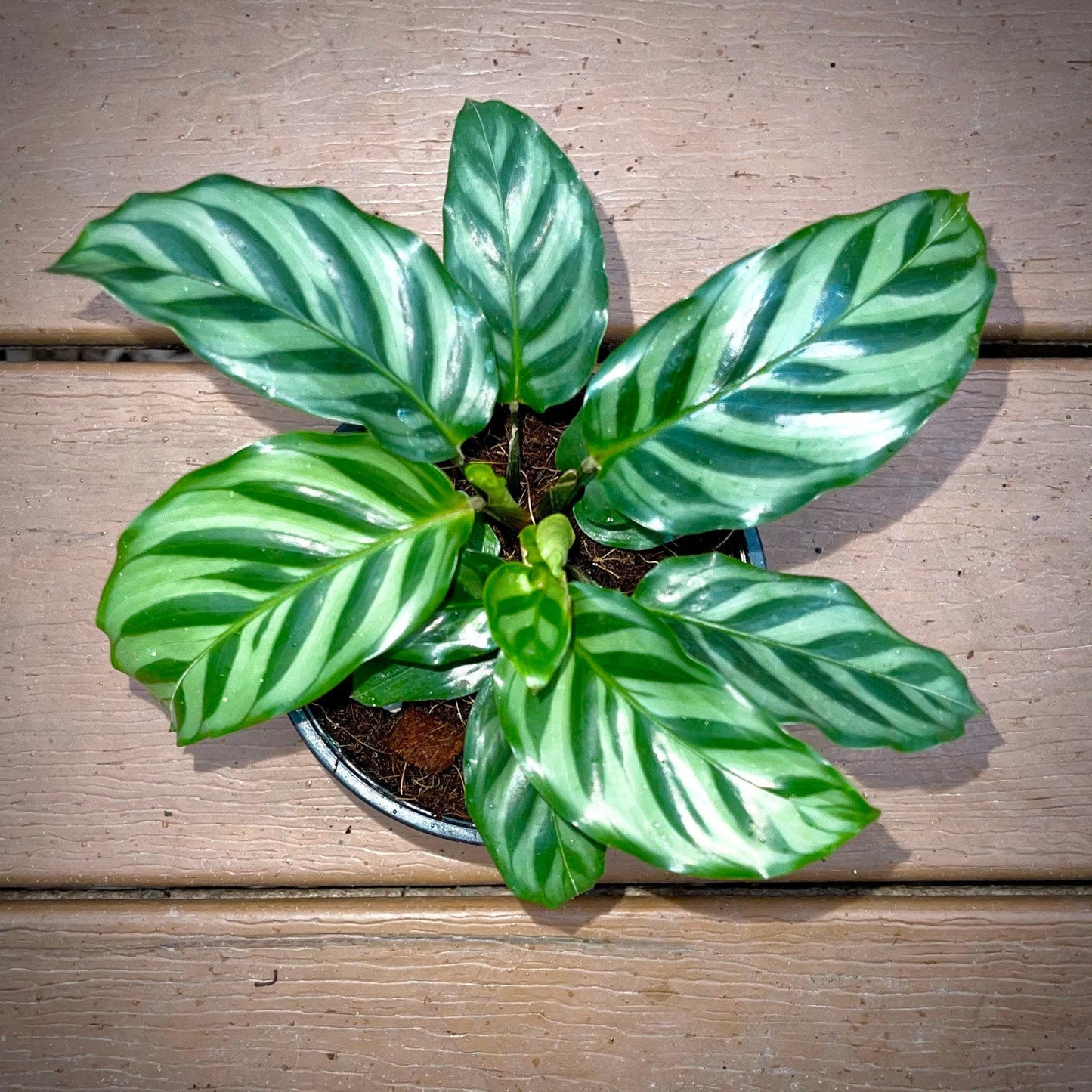 Calathea Freddie - View 14 from www redcrocus com
