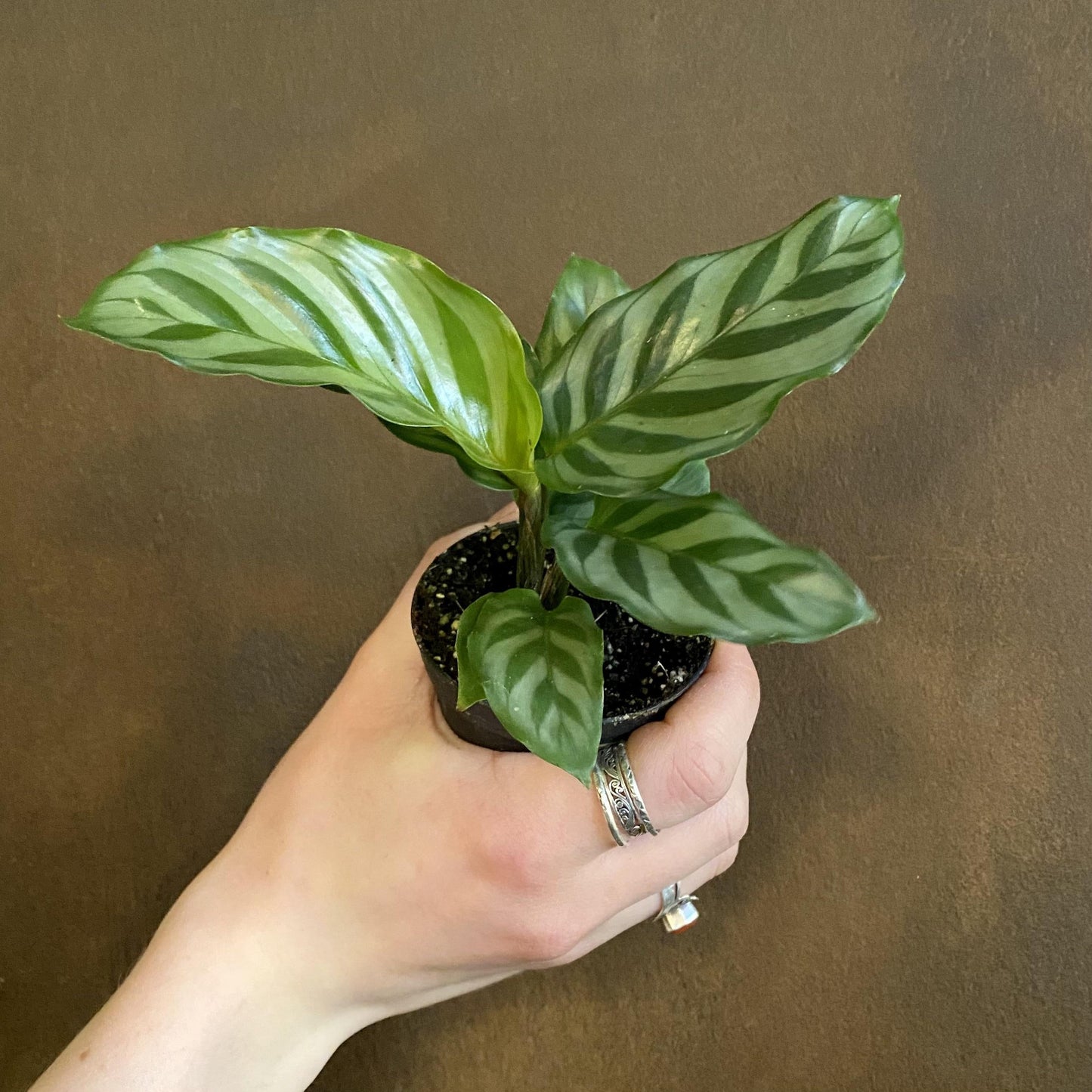 Calathea Freddie - View 15 from www redcrocus com