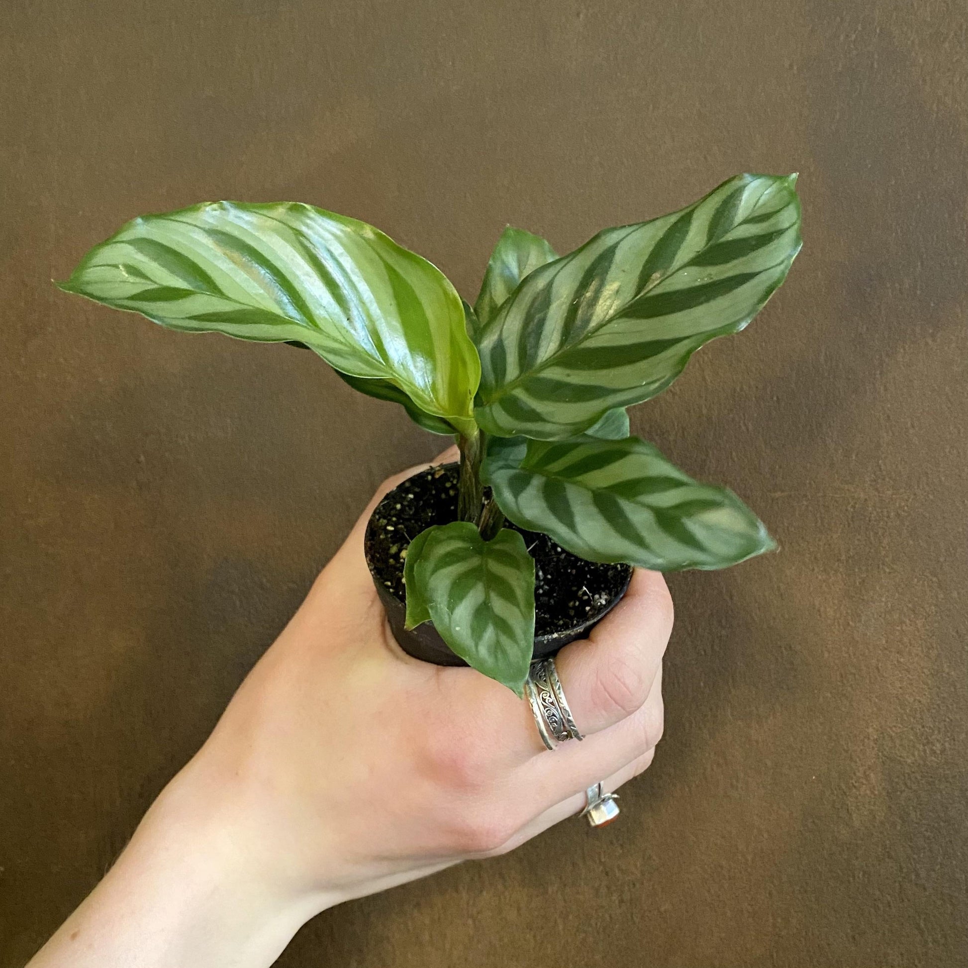 Calathea Freddie - View 15 from www redcrocus com