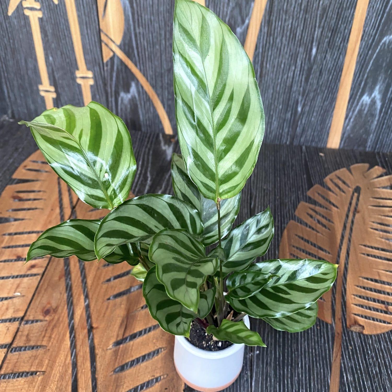 Calathea Freddie - View 17 from www redcrocus com