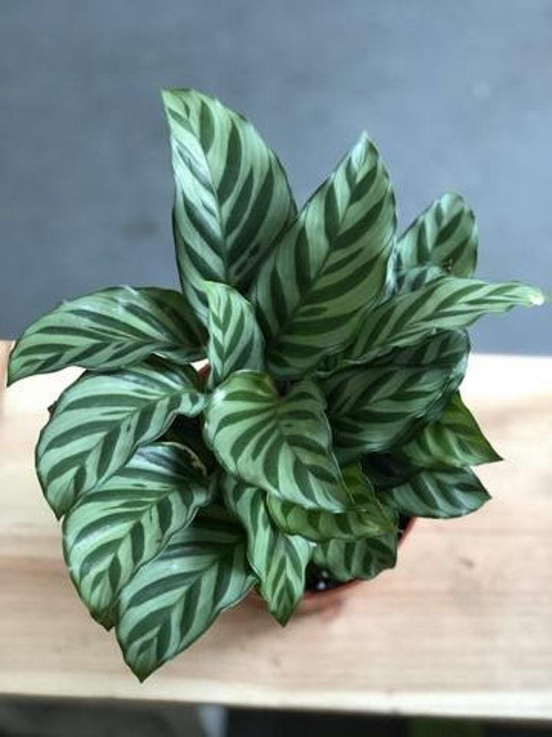 Calathea Freddie - View 18 from www redcrocus com