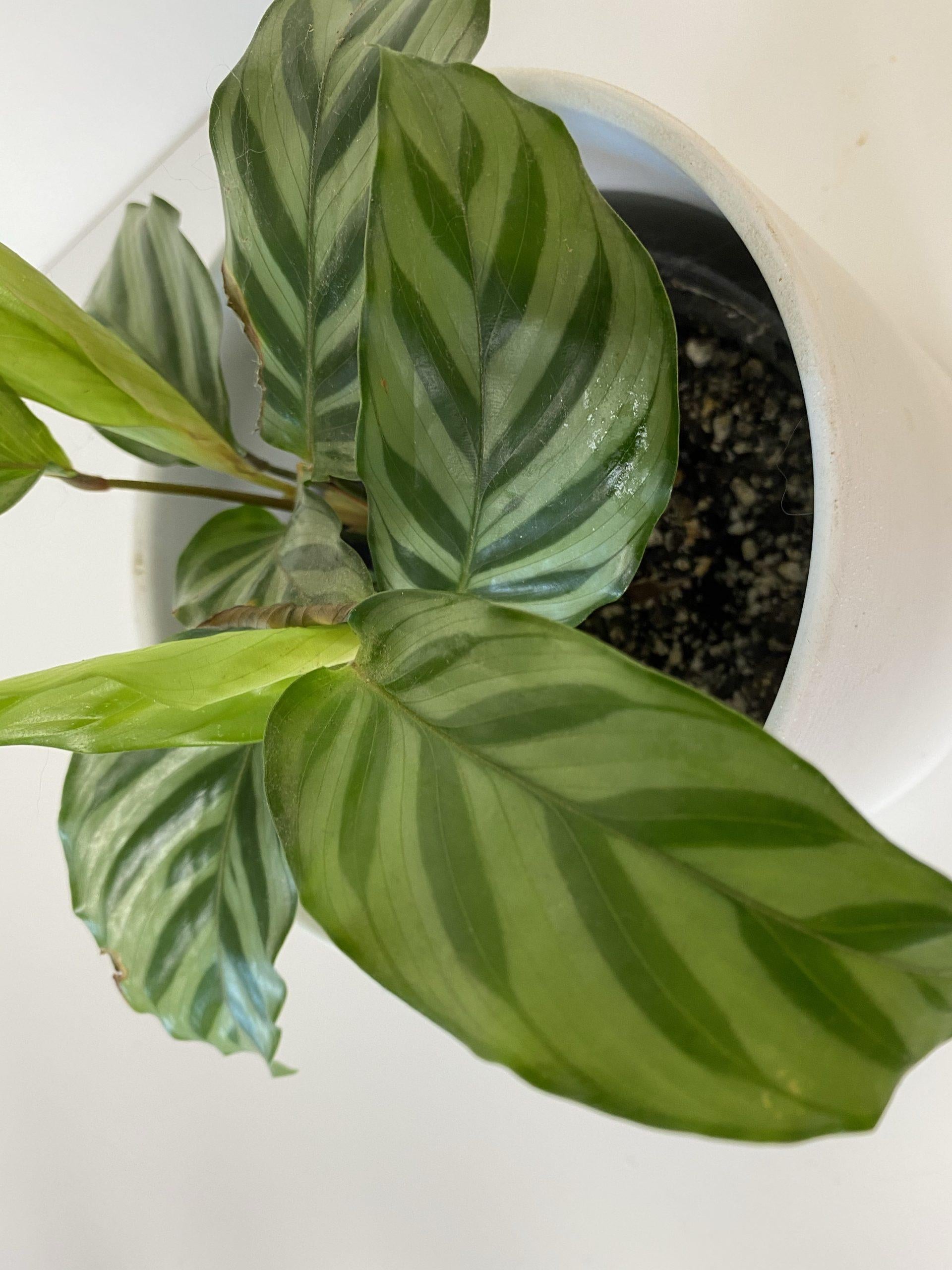 Calathea Freddie - View 1 from www redcrocus com