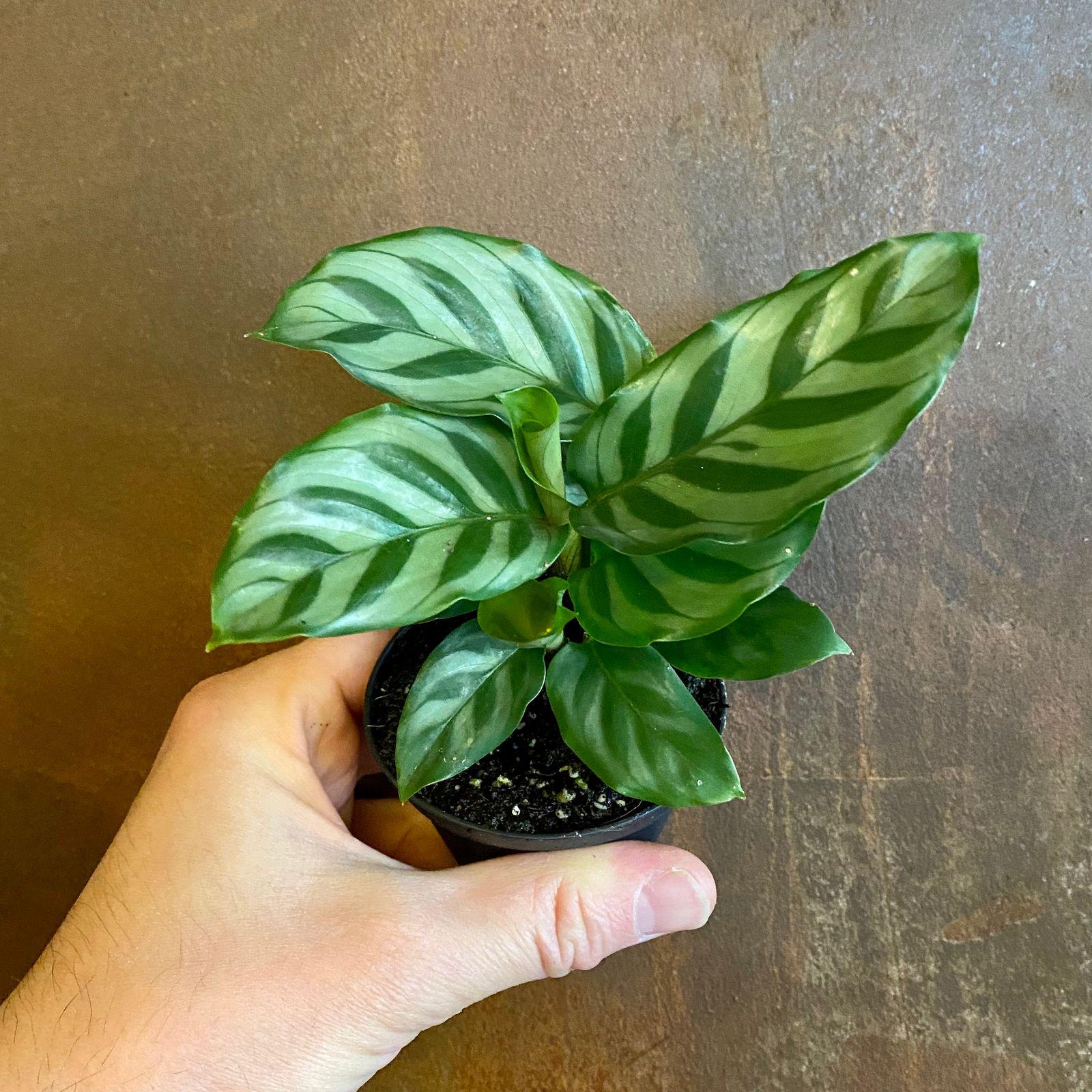 Calathea Freddie - View 2 from www redcrocus com