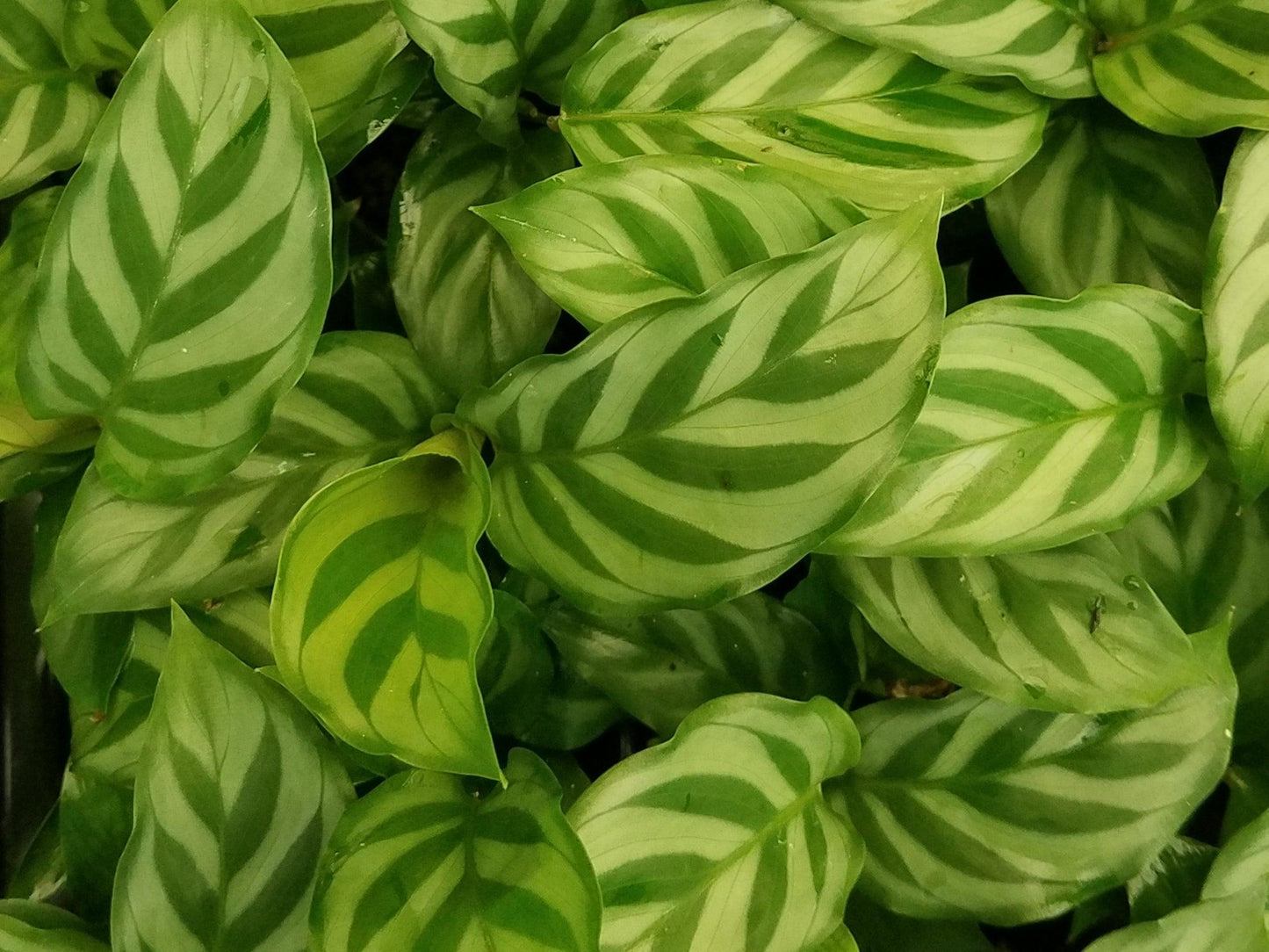 Calathea Freddie - View 4 from www redcrocus com