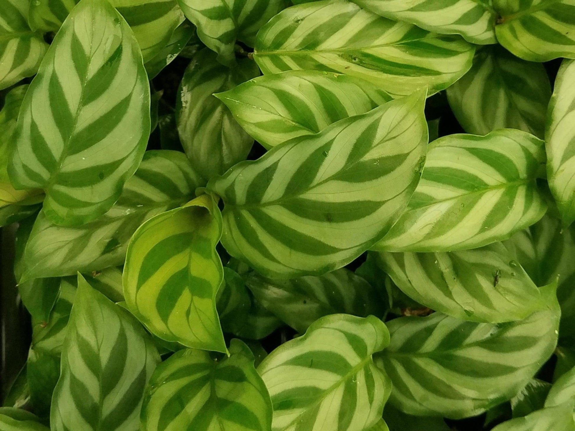 Calathea Freddie - View 4 from www redcrocus com