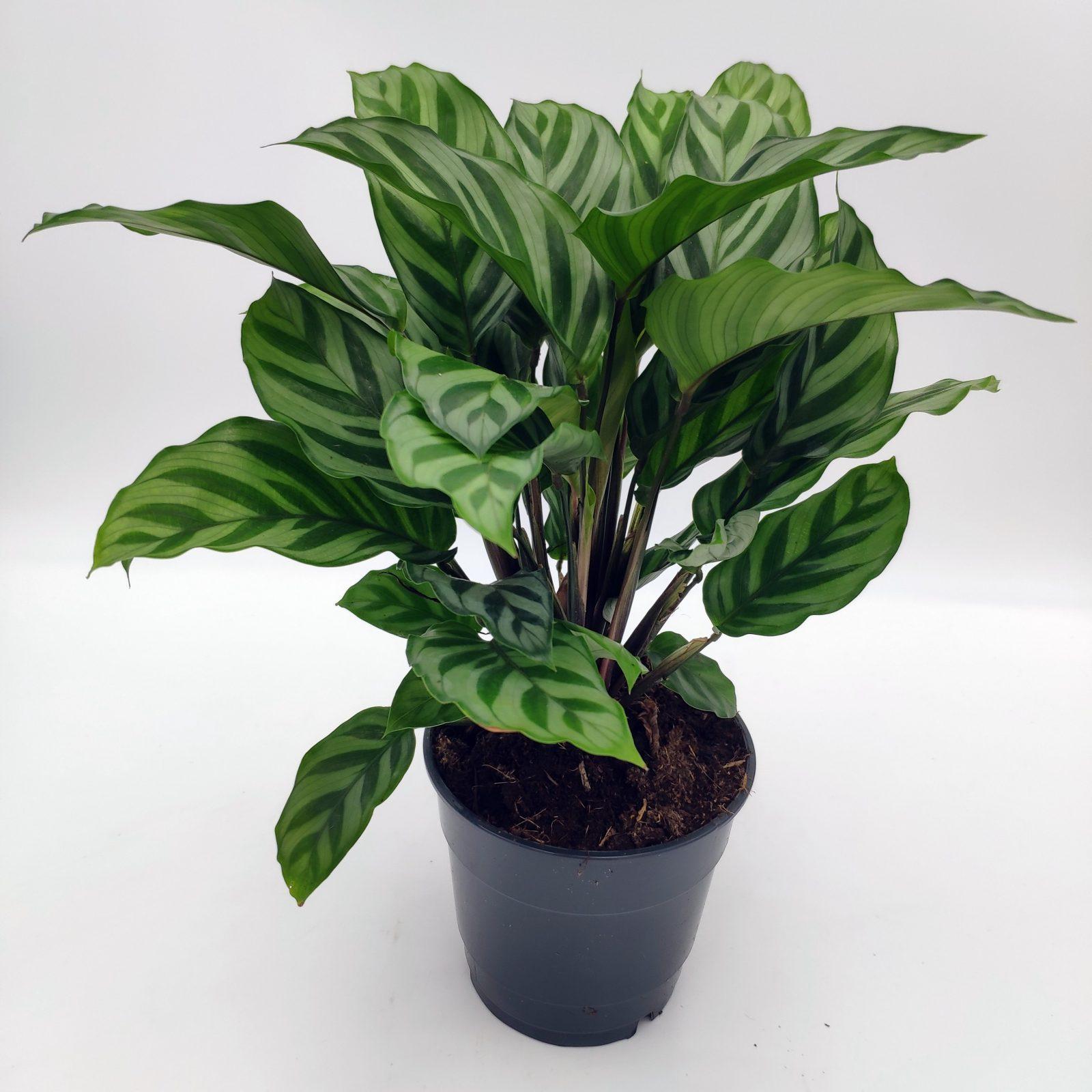 Calathea Freddie - View 5 from www redcrocus com