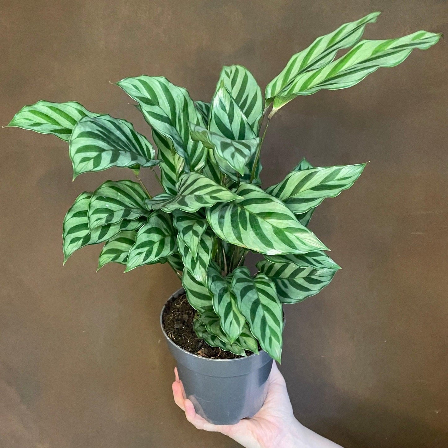 Calathea Freddie - View 6 from www redcrocus com