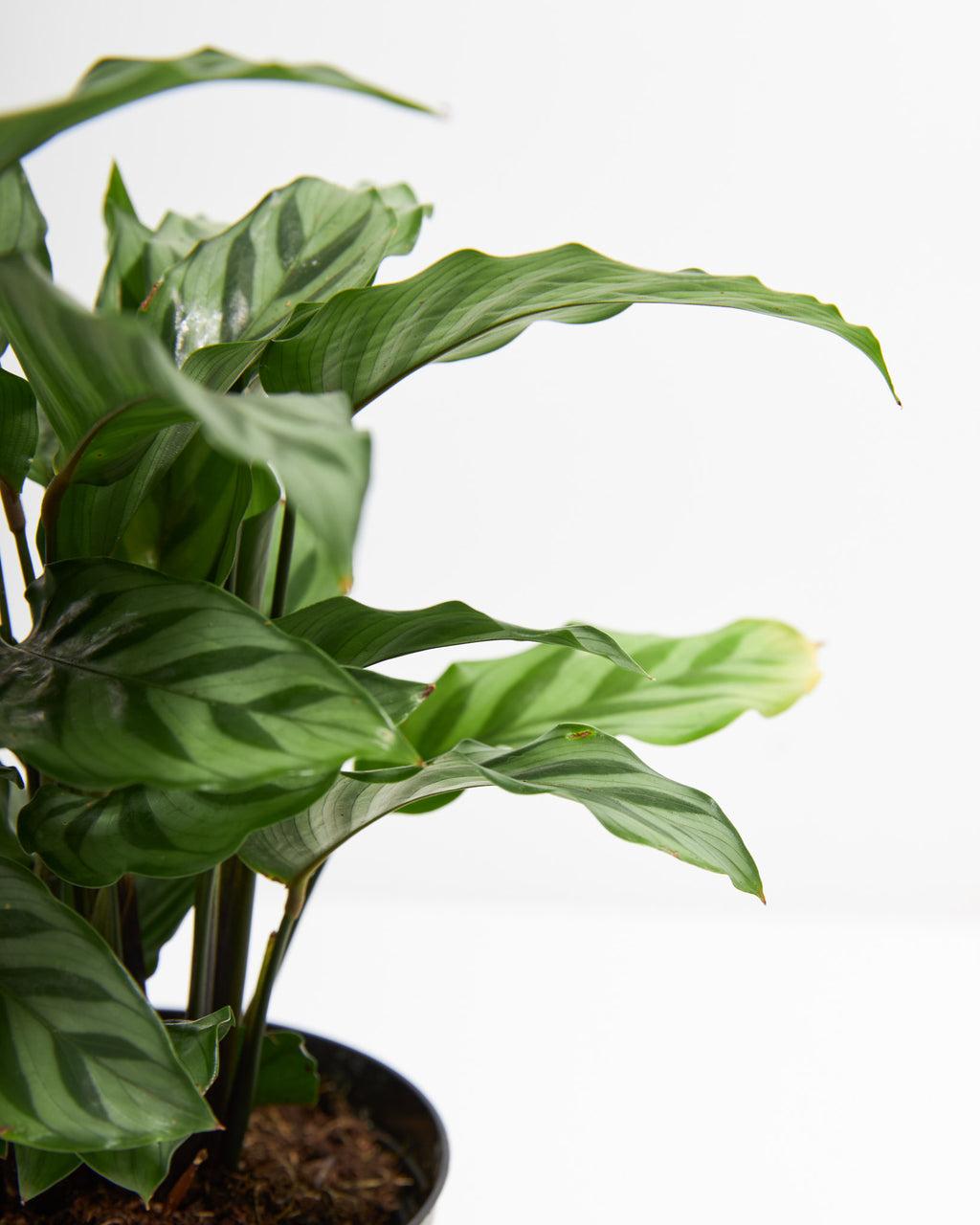 Calathea Freddie - View 8 from www redcrocus com