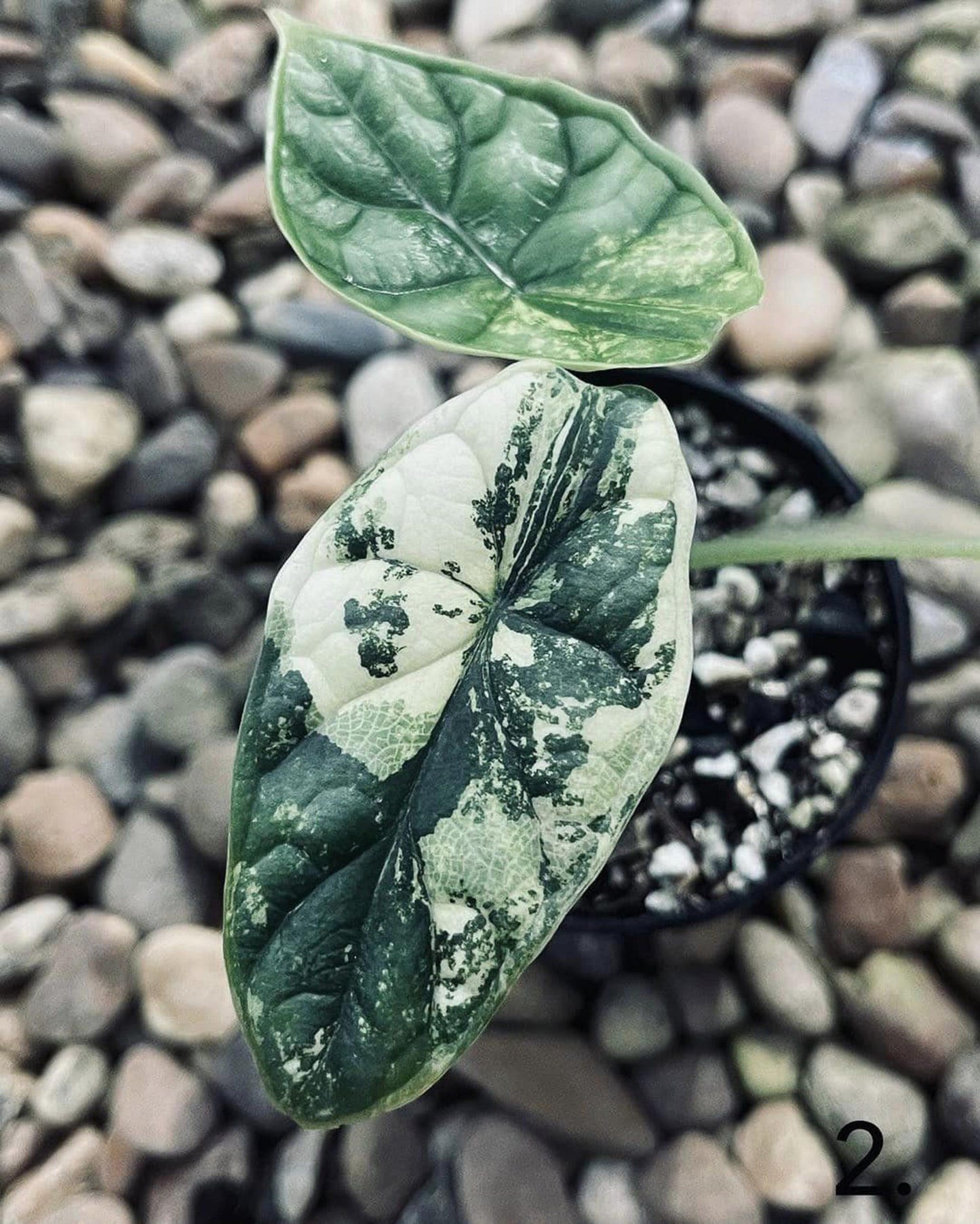 Alocasia Dragon Scale - View 10 from www redcrocus com