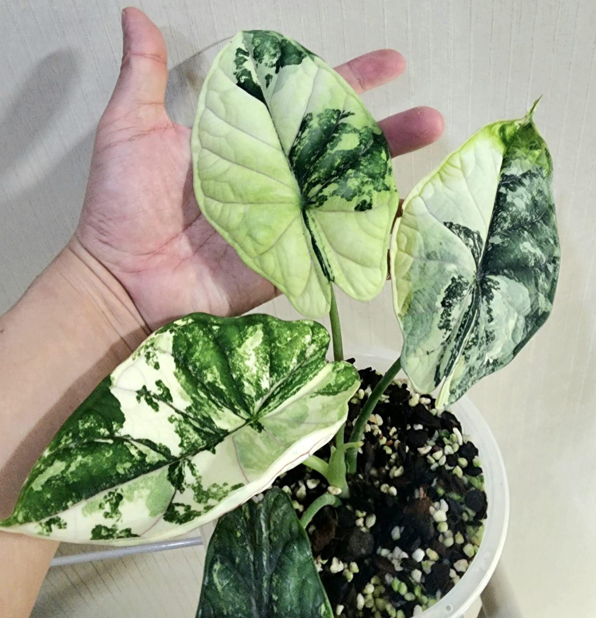 Alocasia Dragon Scale - View 11 from www redcrocus com