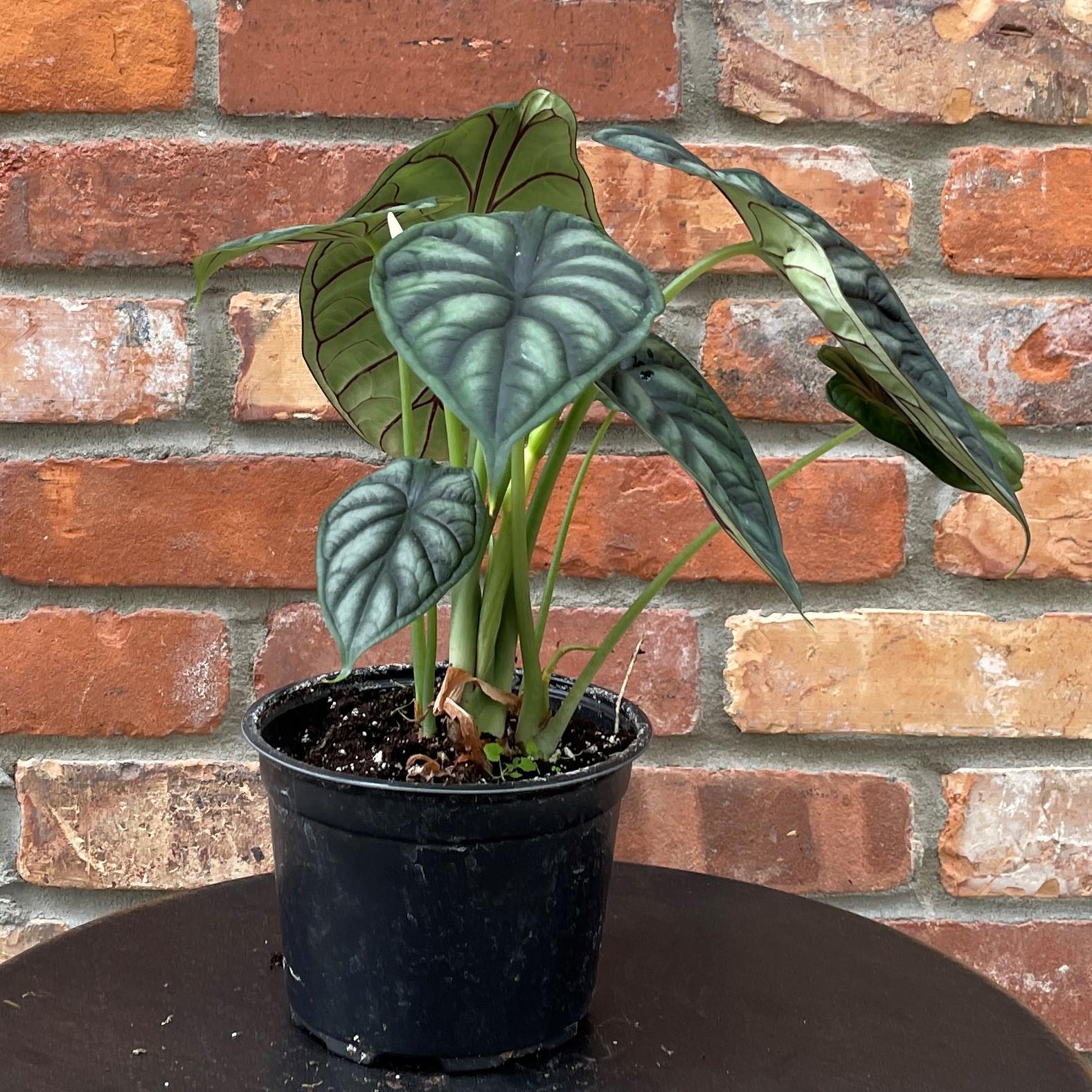 Alocasia Dragon Scale - View 12 from www redcrocus com