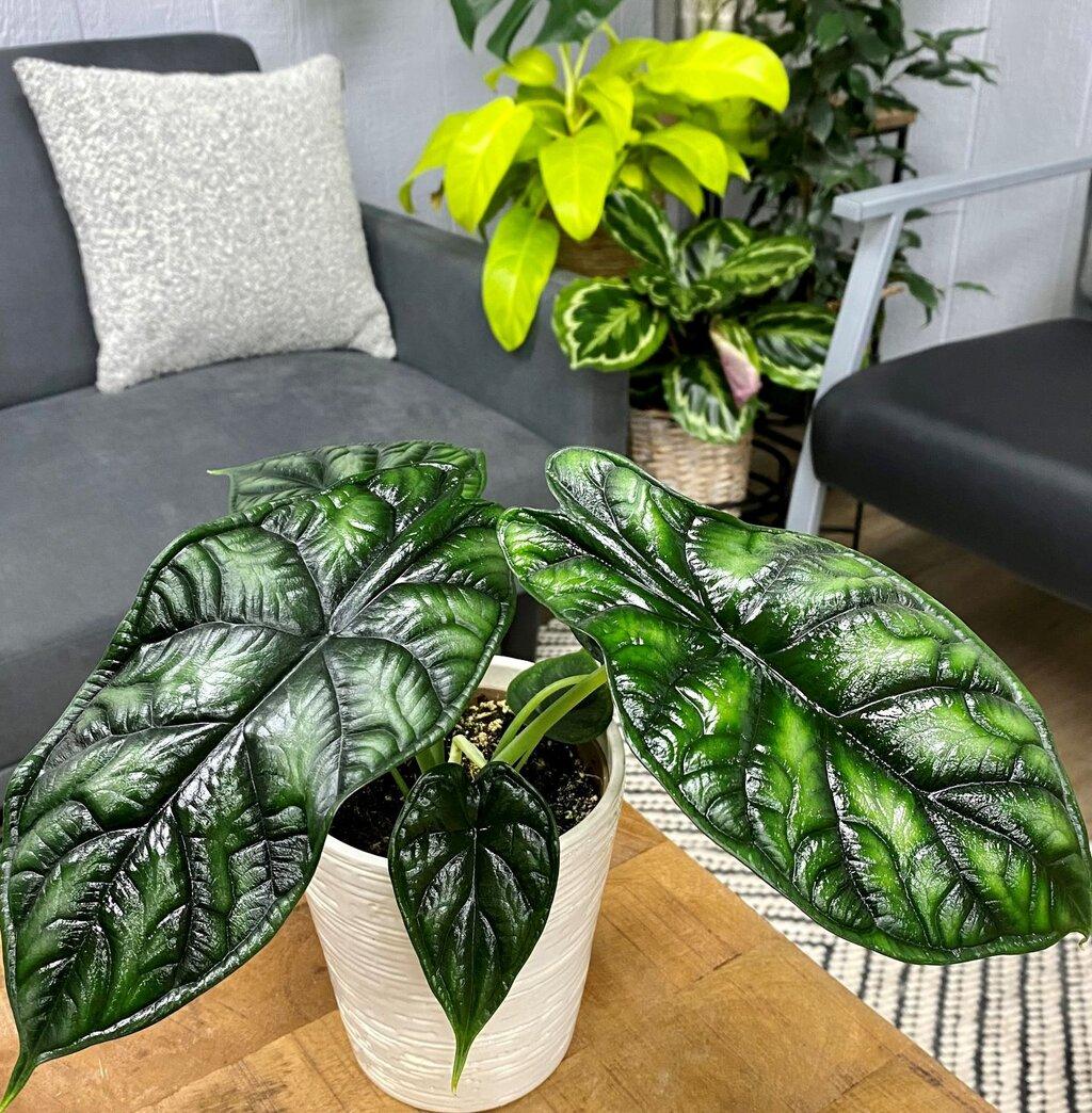 Alocasia Dragon Scale - View 13 from www redcrocus com