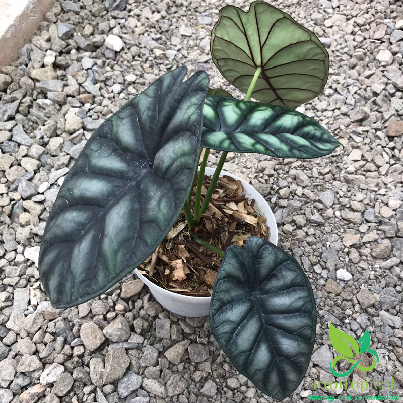Alocasia Dragon Scale - View 13 from www redcrocus com