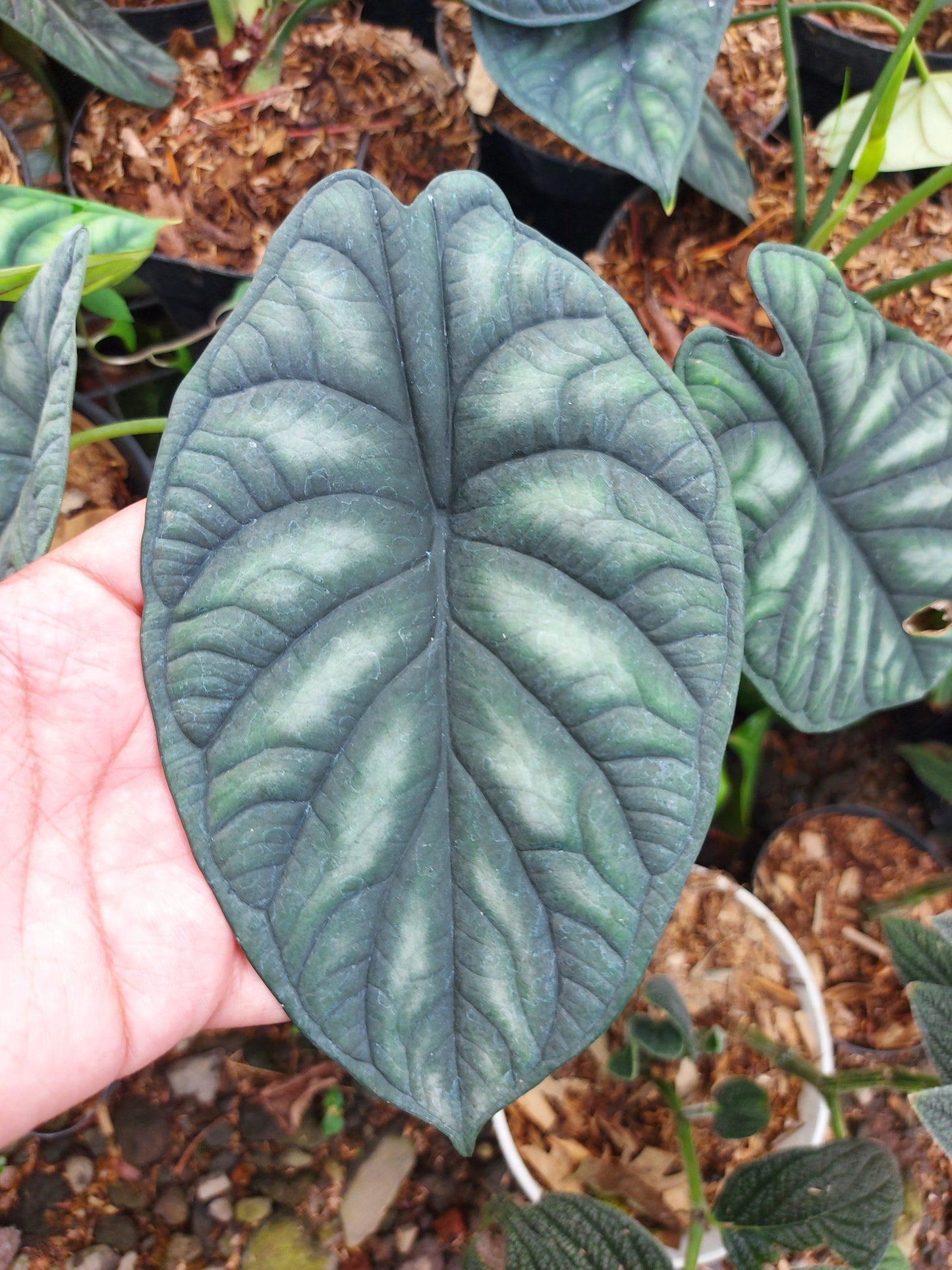 Alocasia Dragon Scale - View 14 from www redcrocus com