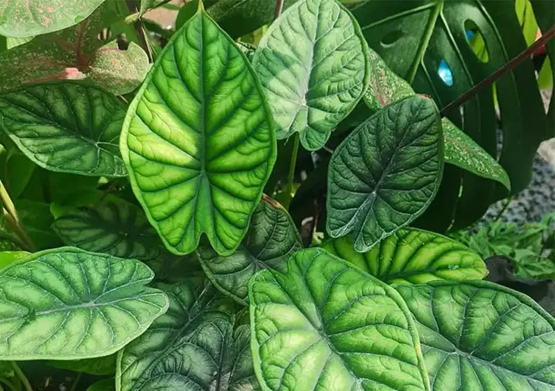 Alocasia Dragon Scale - View 14 from www redcrocus com