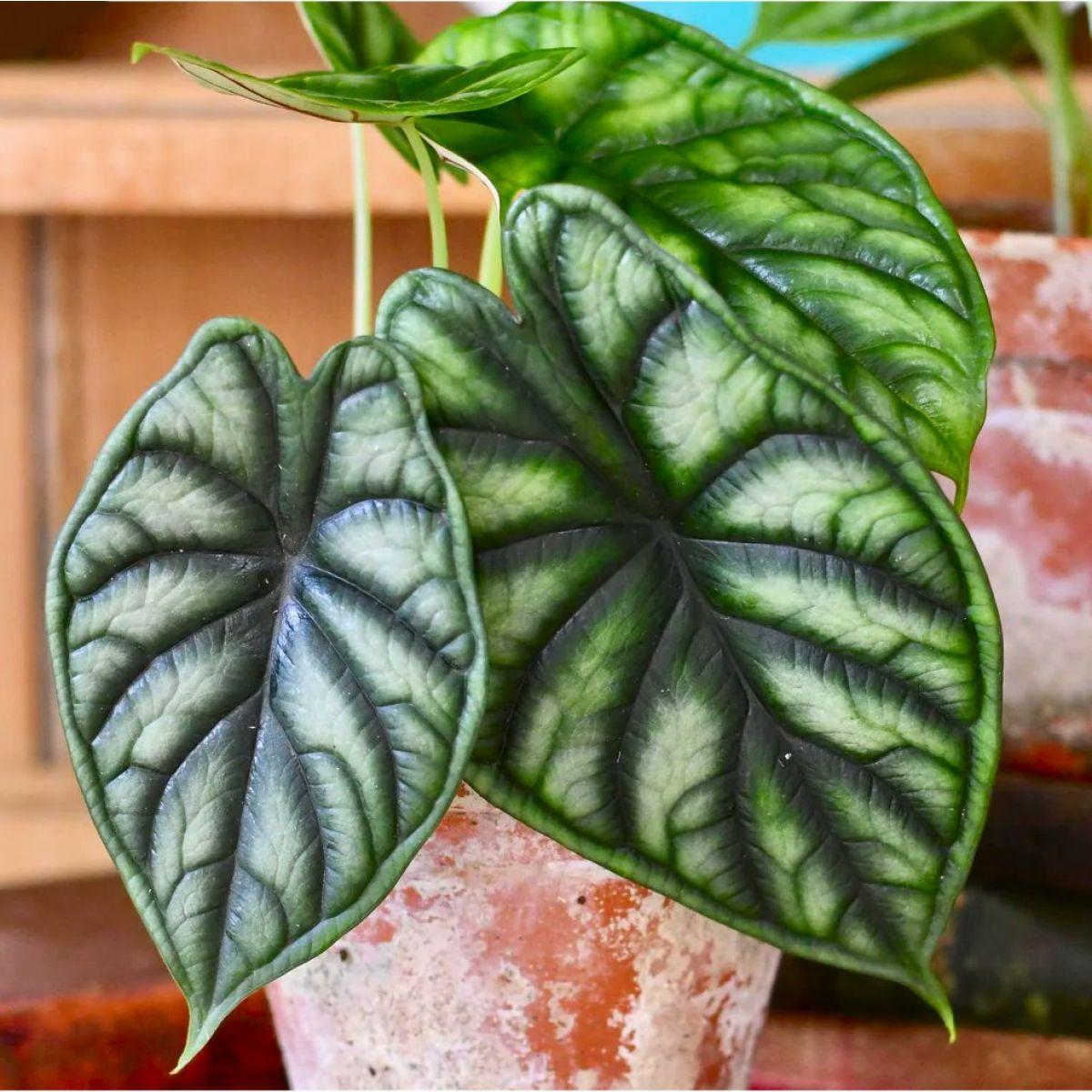 Alocasia Dragon Scale - View 15 from www redcrocus com