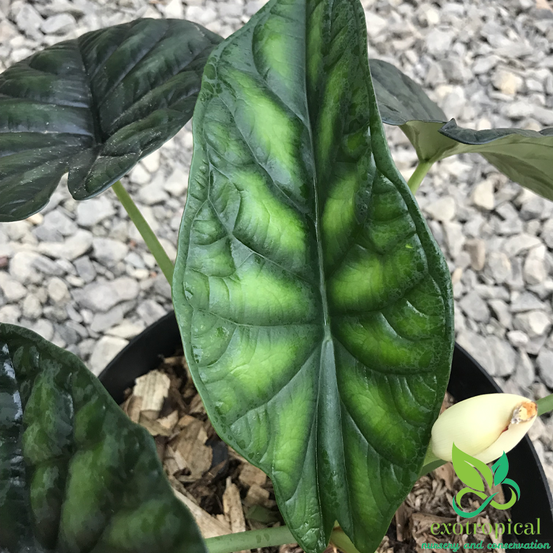 Alocasia Dragon Scale - View 15 from www redcrocus com