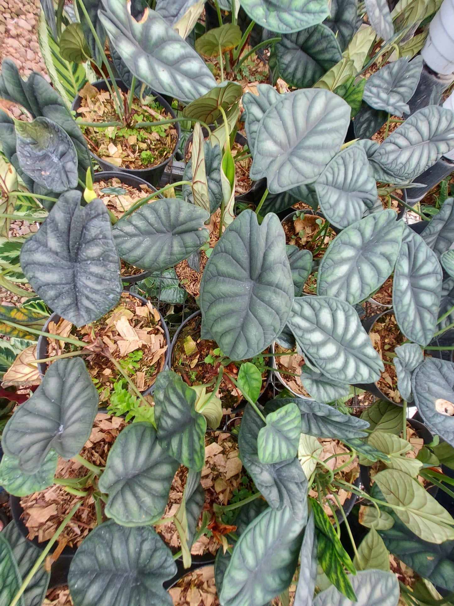 Alocasia Dragon Scale - View 16 from www redcrocus com
