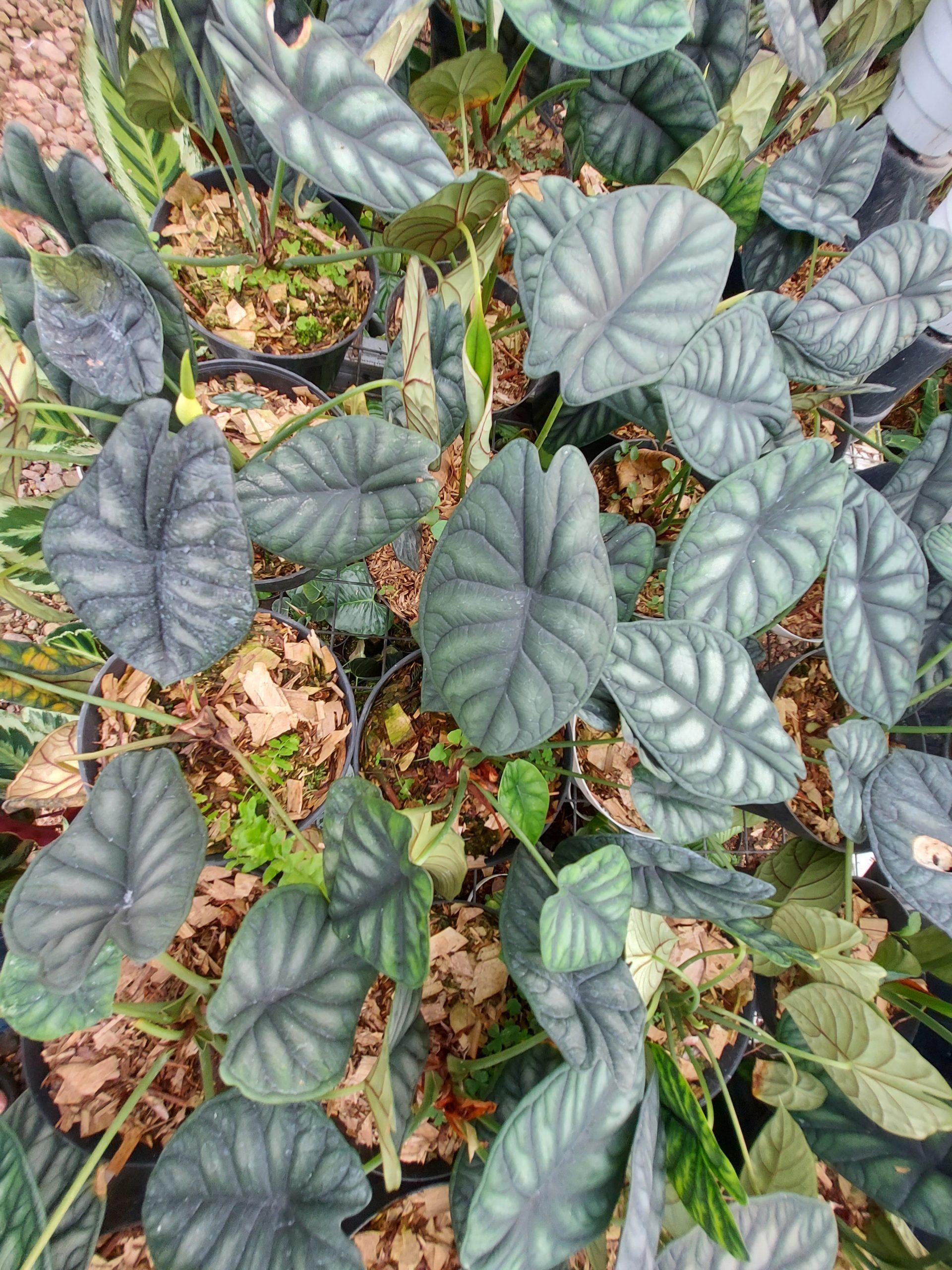 Alocasia Dragon Scale - View 16 from www redcrocus com