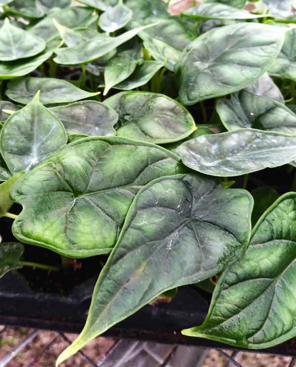 Alocasia Dragon Scale - View 17 from www redcrocus com