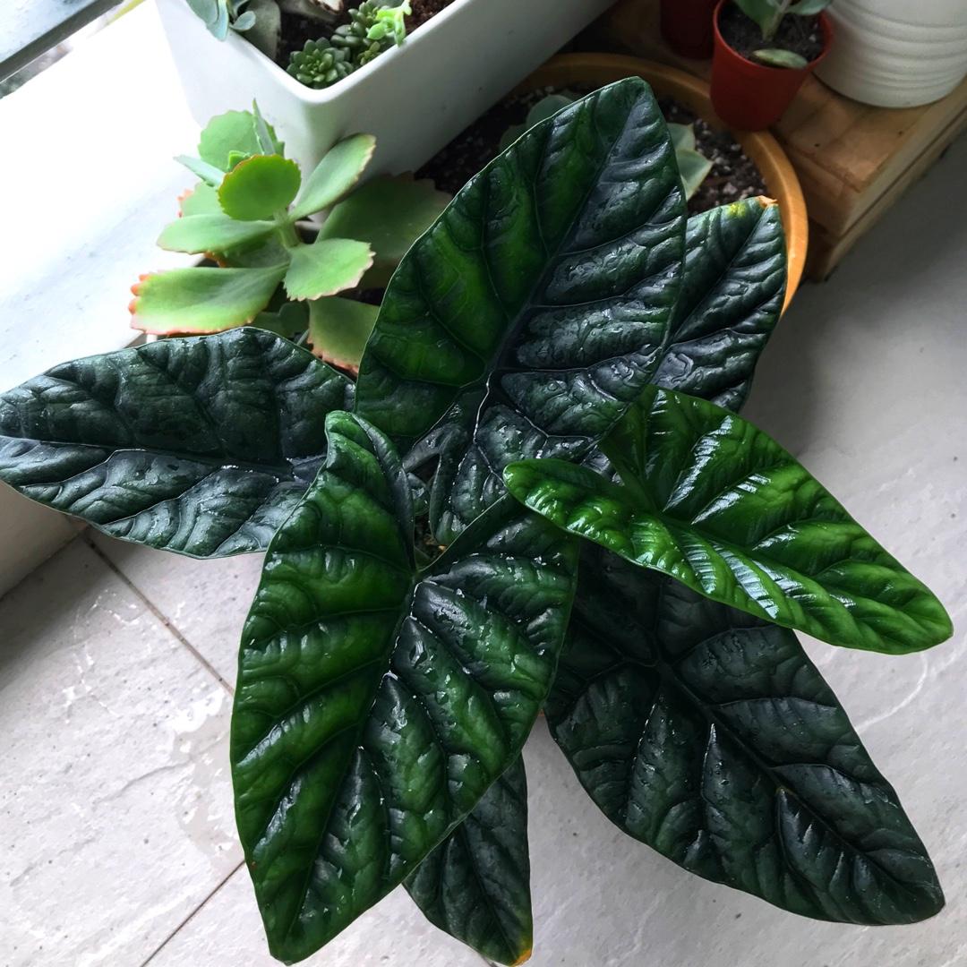 Alocasia Dragon Scale - View 18 from www redcrocus com