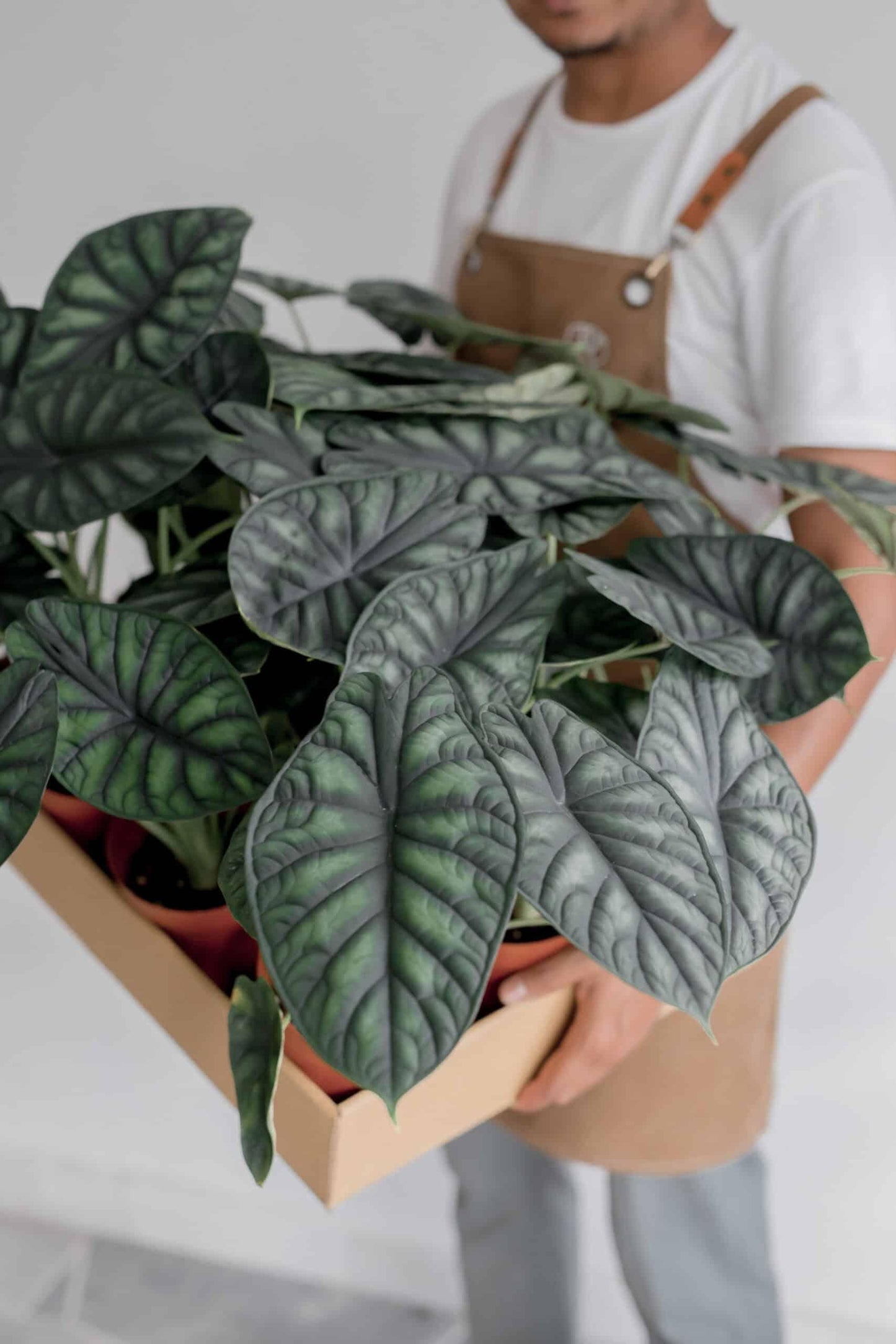 Alocasia Dragon Scale - View 19 from www redcrocus com