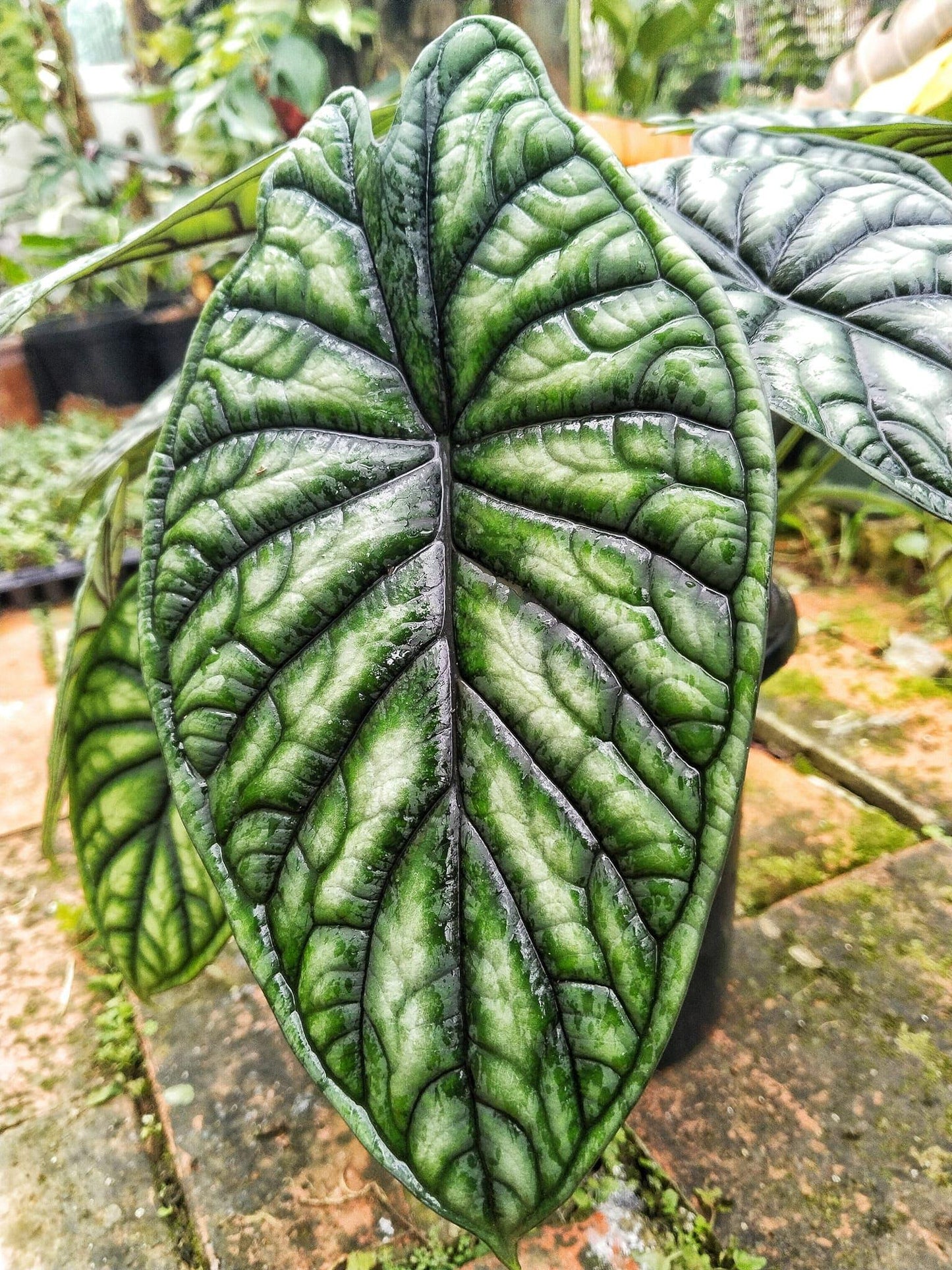 Alocasia Dragon Scale - View 1 from www redcrocus com