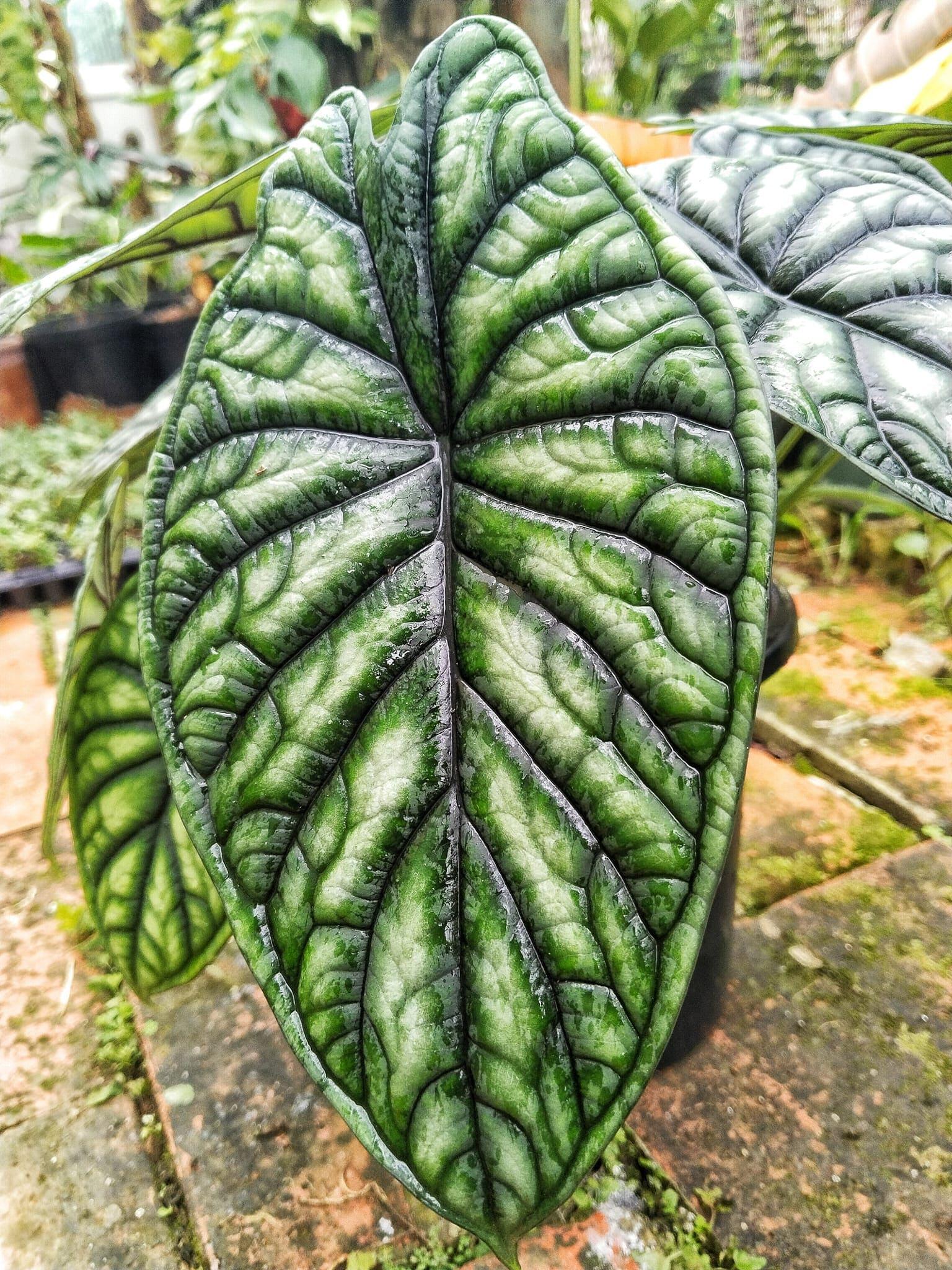 Alocasia Dragon Scale - View 1 from www redcrocus com