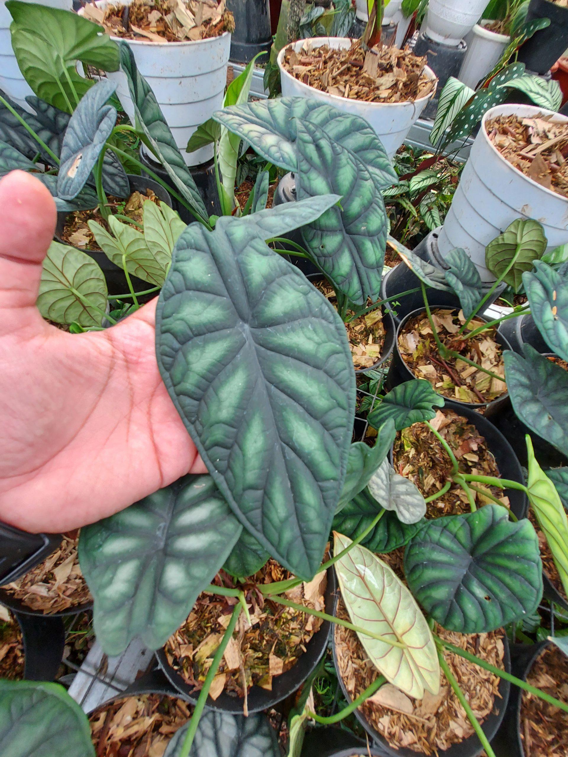 Alocasia Dragon Scale - View 2 from www redcrocus com