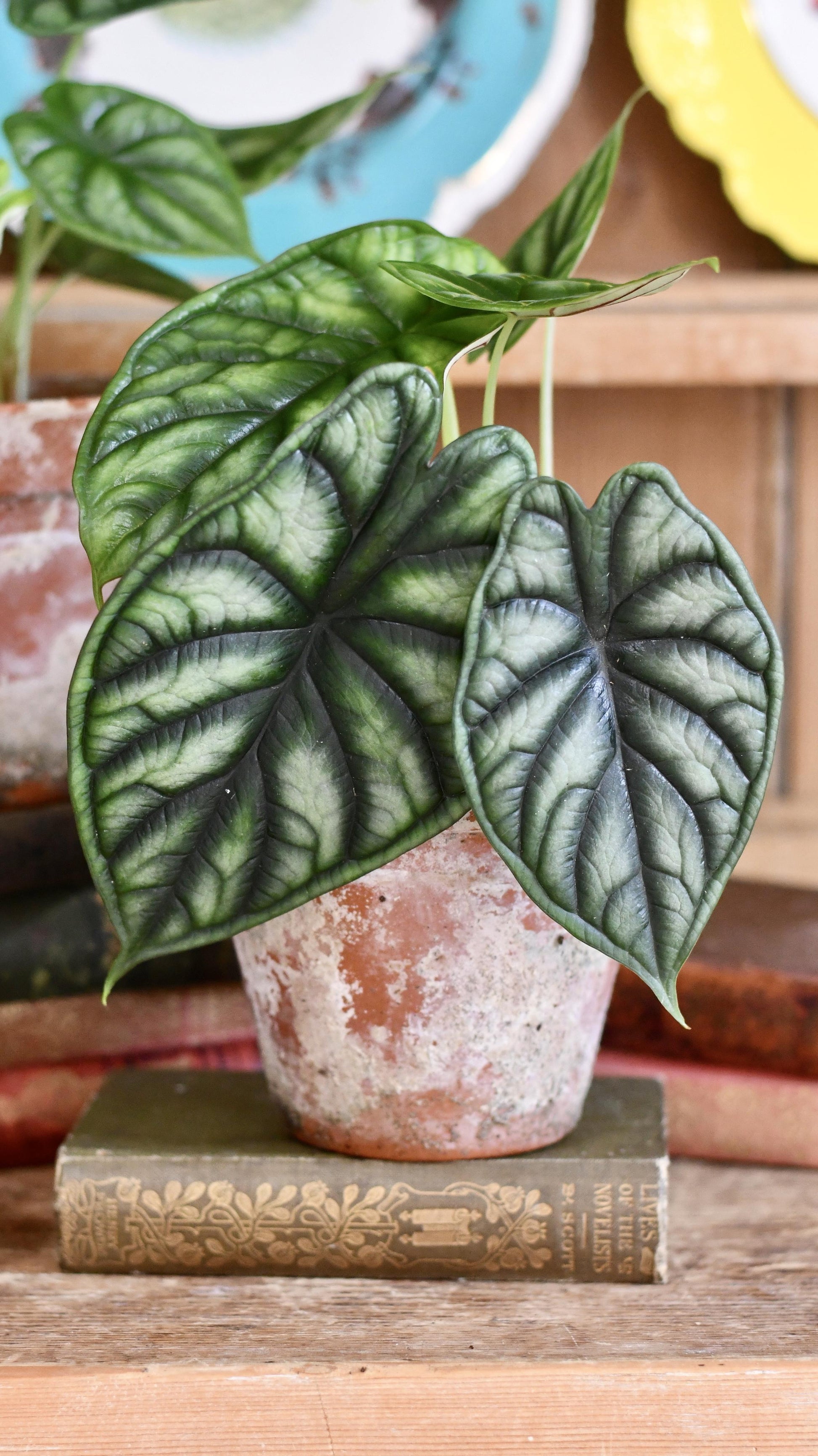 Alocasia Dragon Scale - View 3 from www redcrocus com