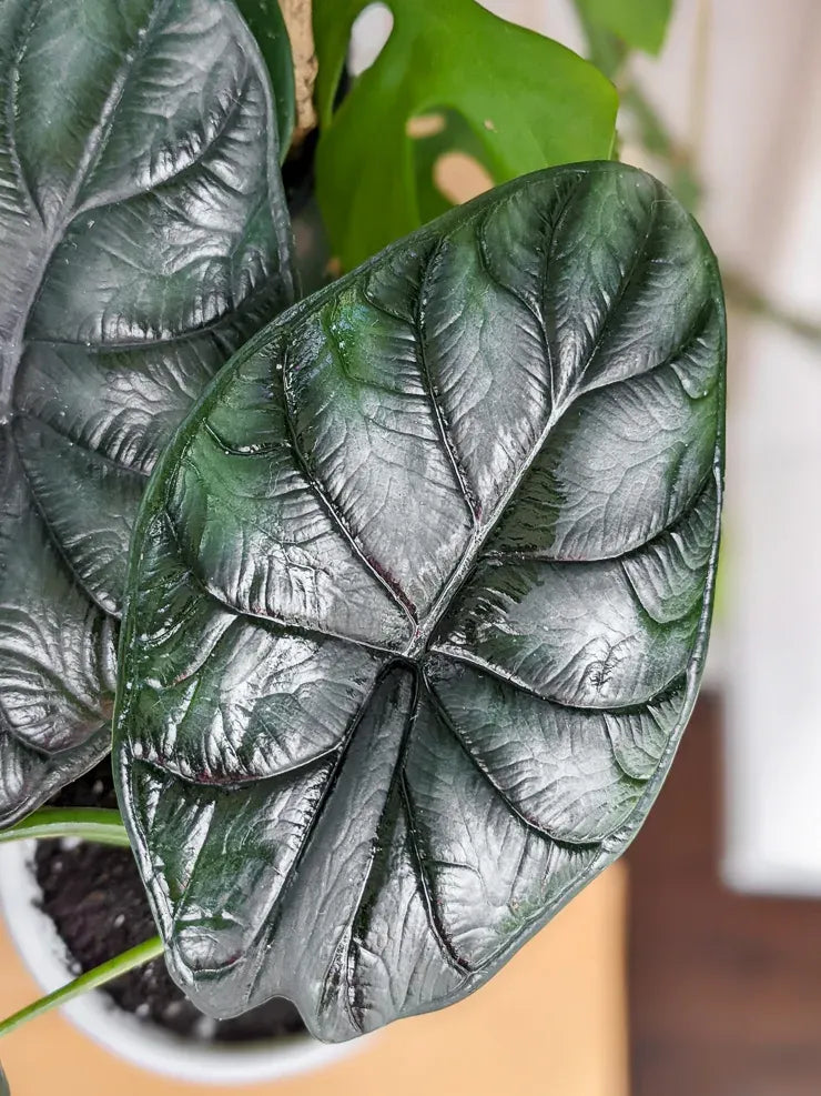 Alocasia Dragon Scale - View 4 from www redcrocus com