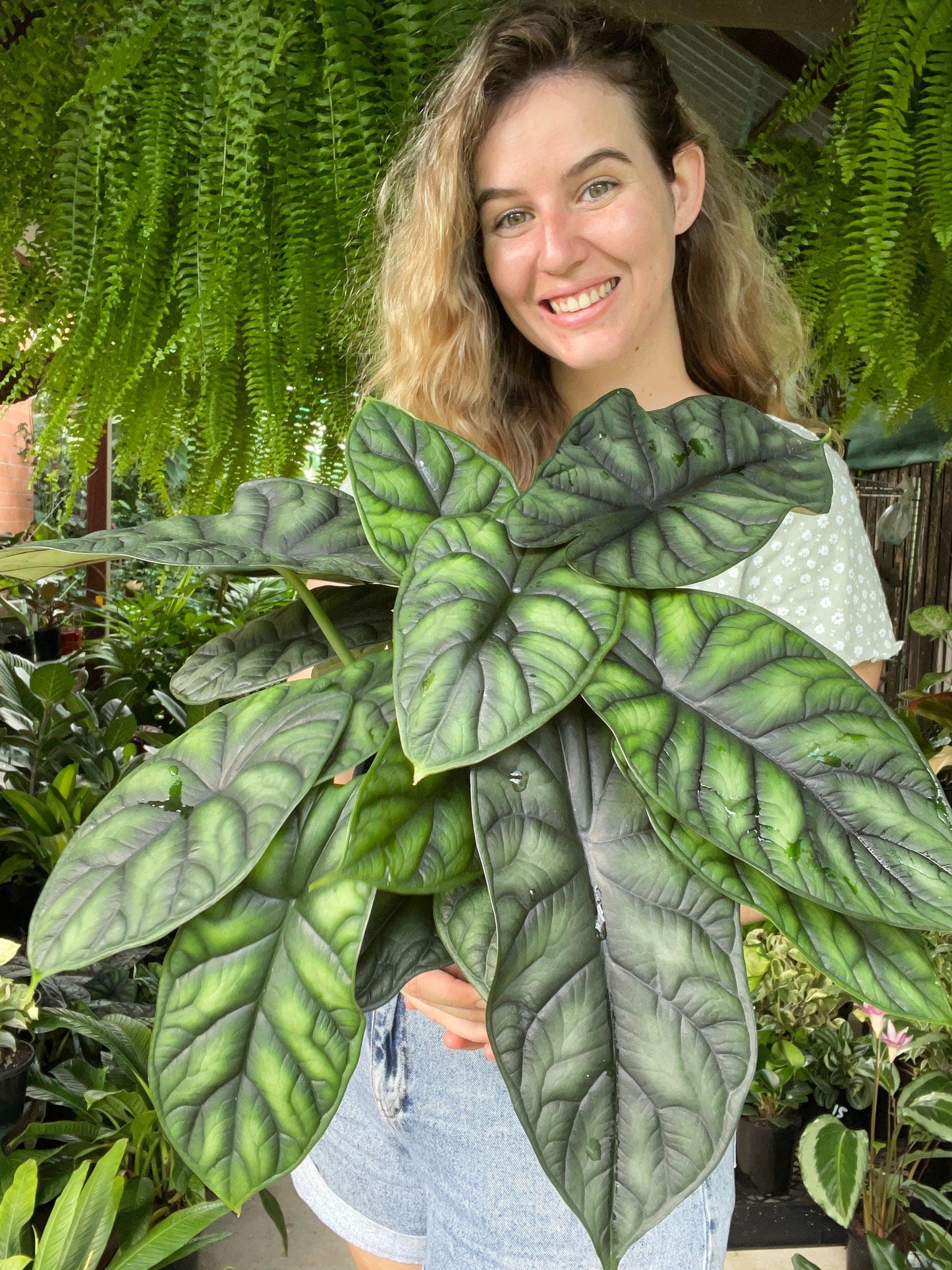 Alocasia Dragon Scale - View 5 from www redcrocus com