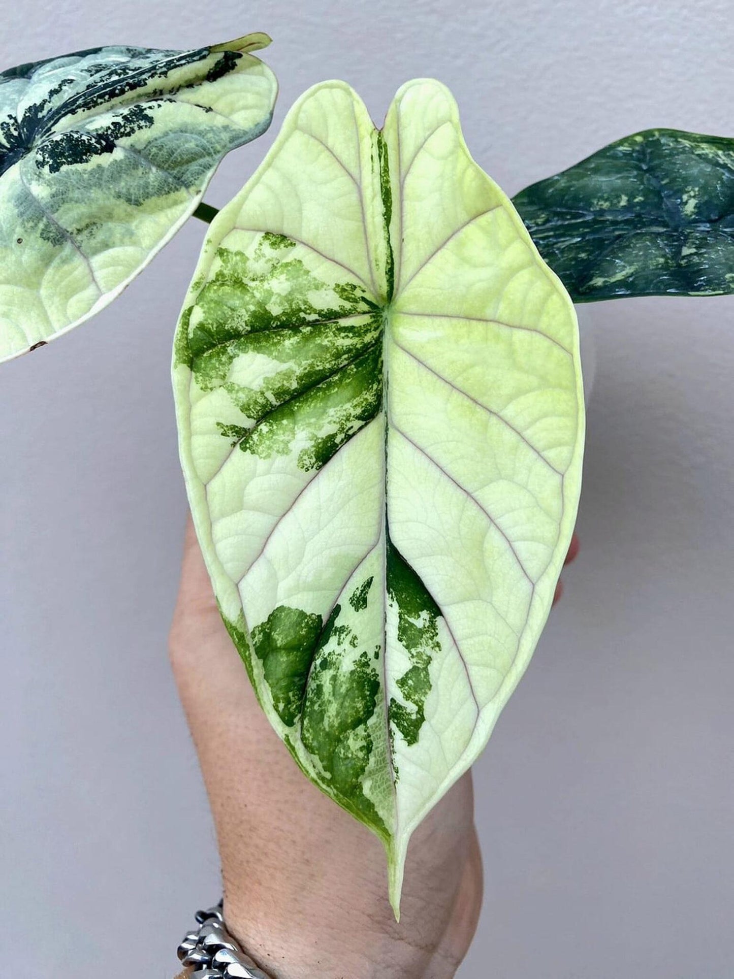 Alocasia Dragon Scale - View 6 from www redcrocus com