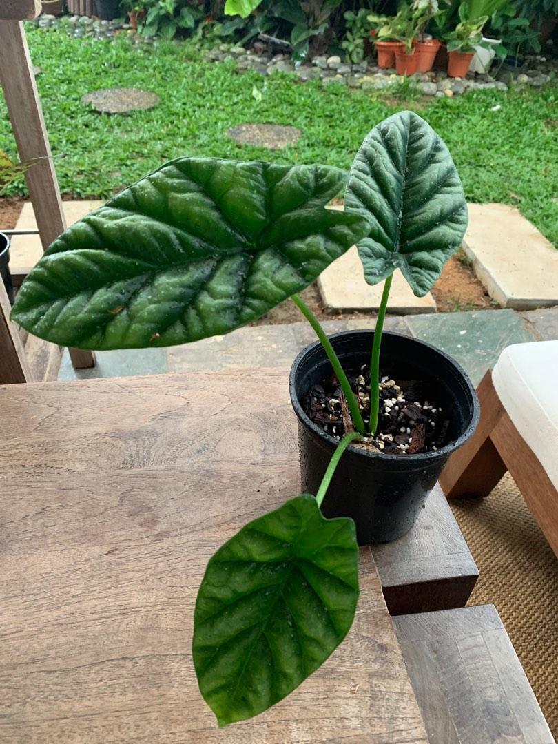 Alocasia Dragon Scale - View 7 from www redcrocus com