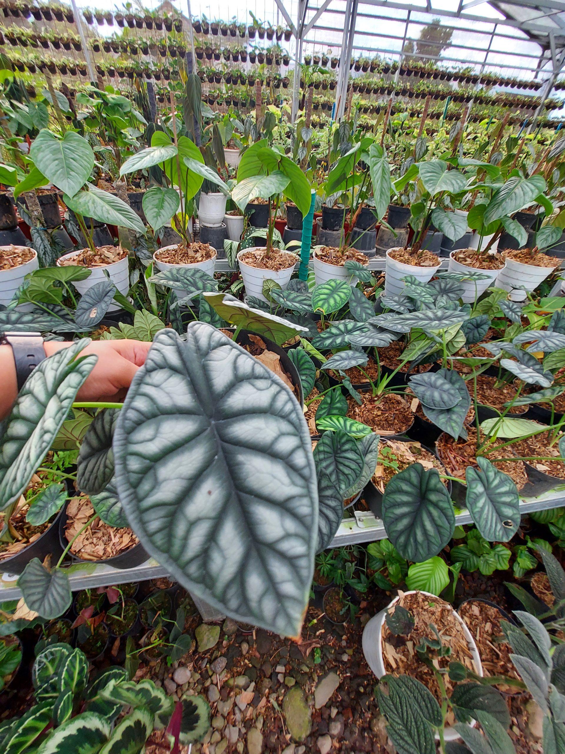 Alocasia Dragon Scale - View 8 from www redcrocus com