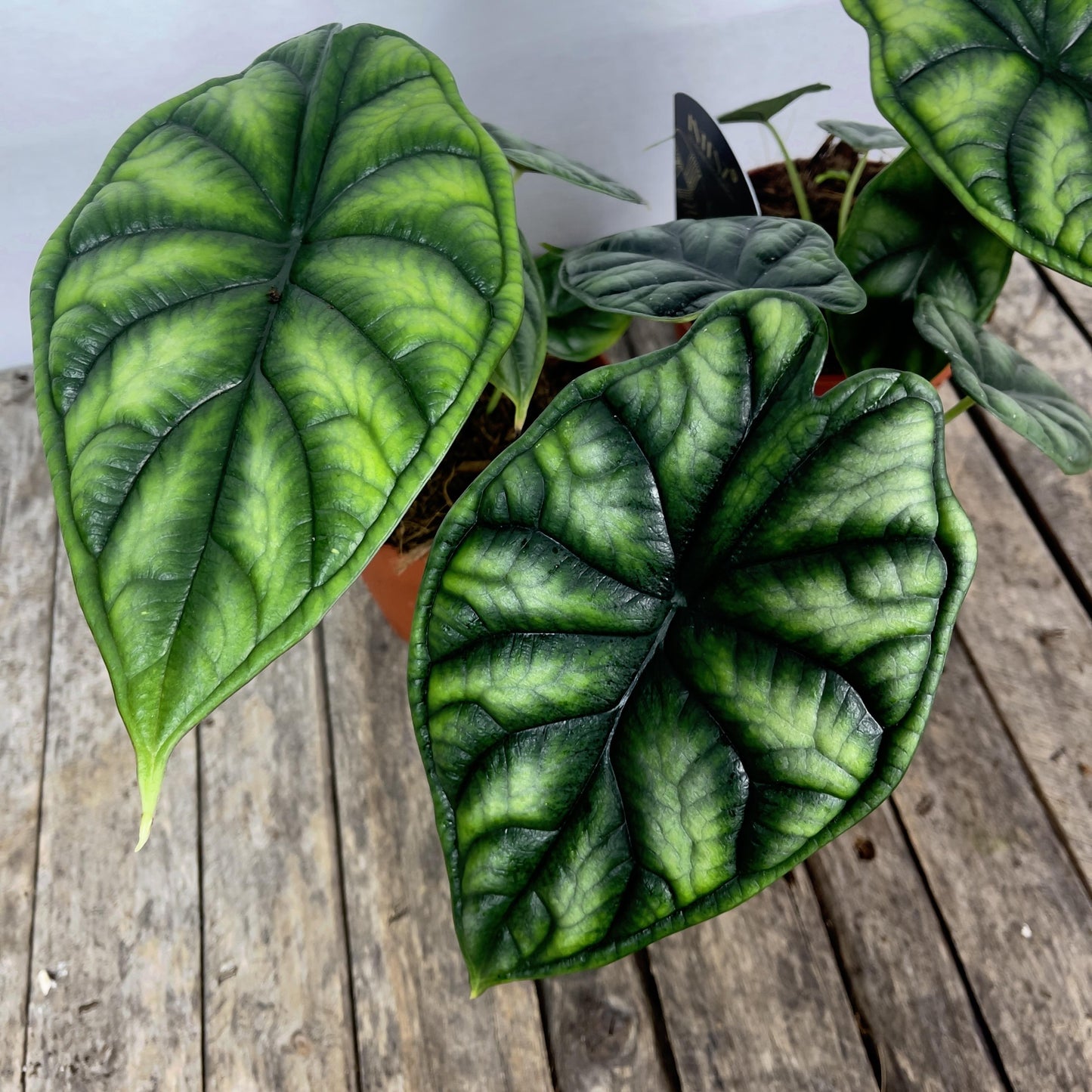 Alocasia Dragon Scale - View 9 from www redcrocus com