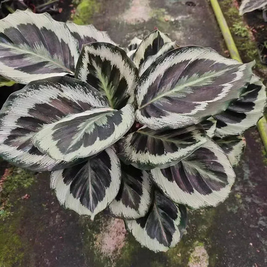Calathea Northern Lights - View 11 from www redcrocus com
