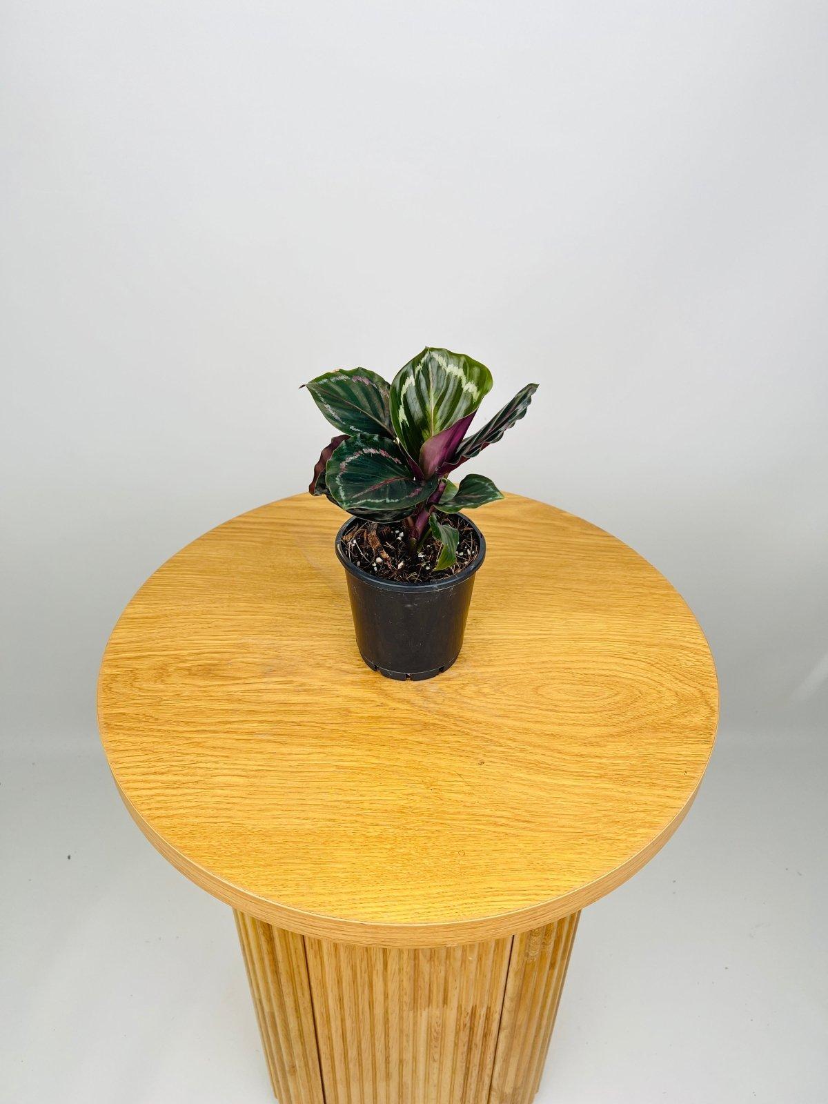 Calathea Northern Lights - View 13 from www redcrocus com