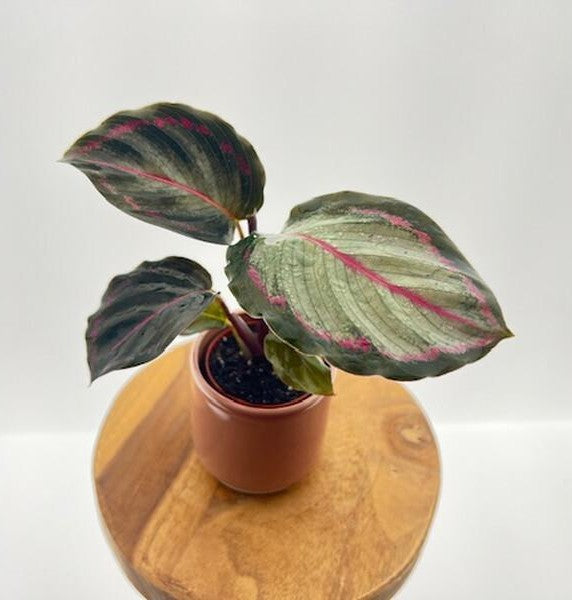 Calathea Northern Lights - View 16 from www redcrocus com