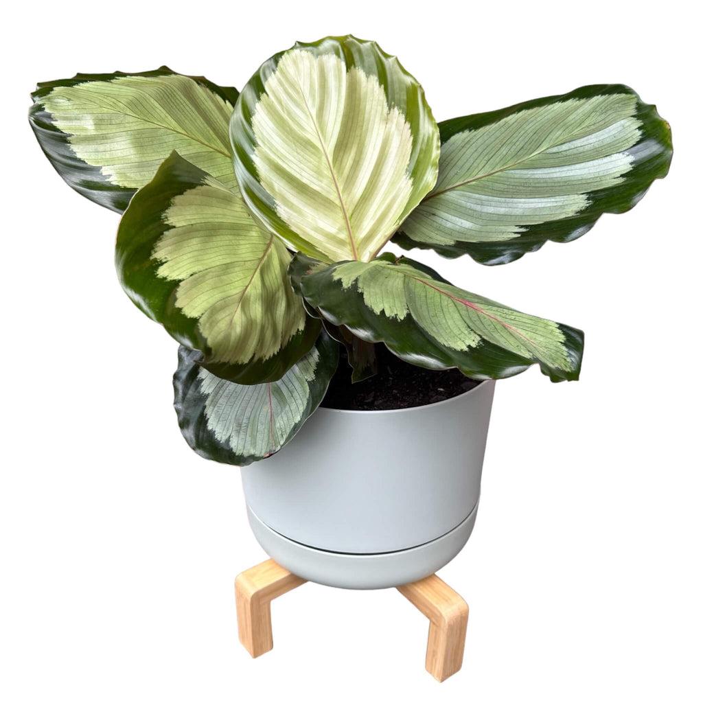 Calathea Northern Lights - View 17 from www redcrocus com