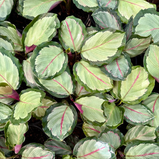 Calathea Northern Lights - View 1 from www redcrocus com