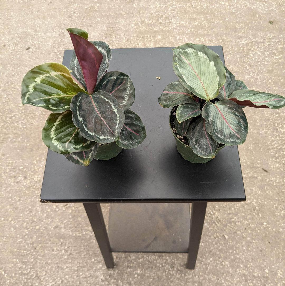 Calathea Northern Lights - View 6 from www redcrocus com