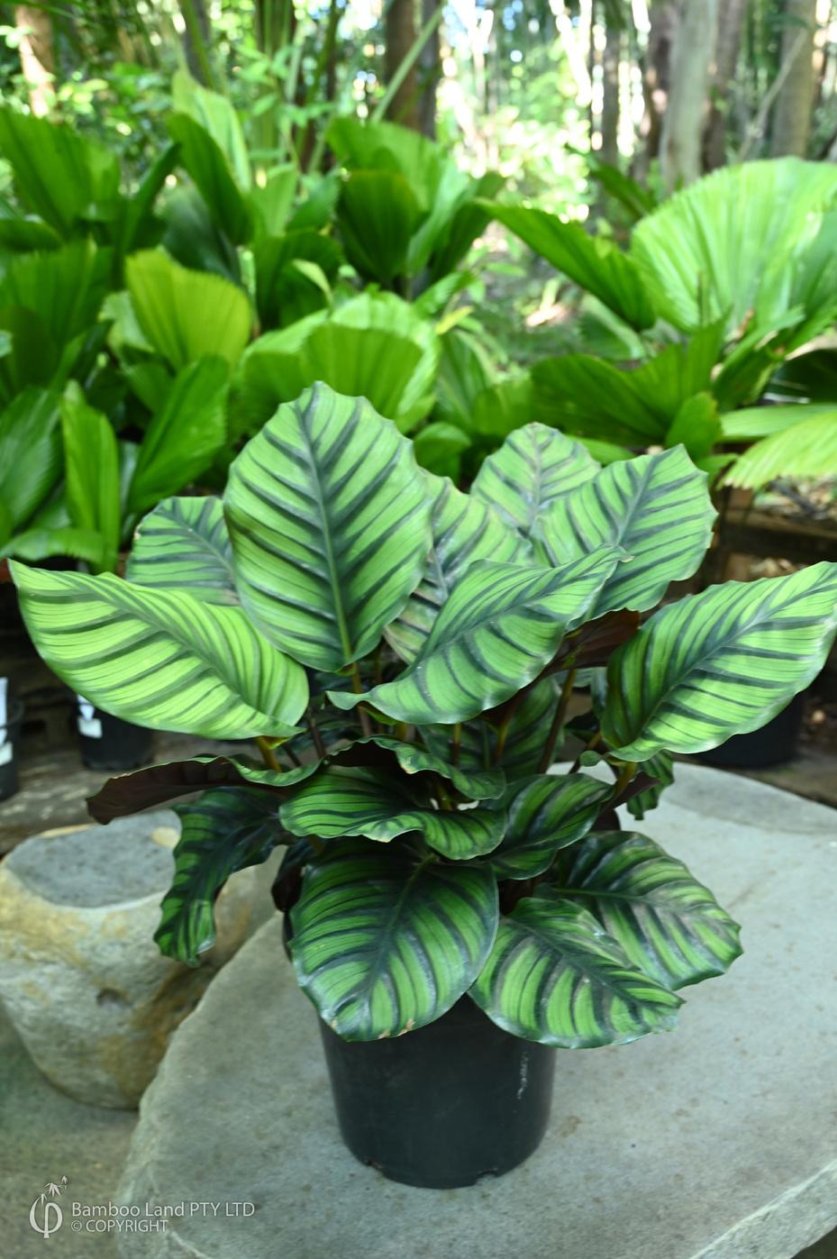 Calathea Fasciata - View 10 from www redcrocus com