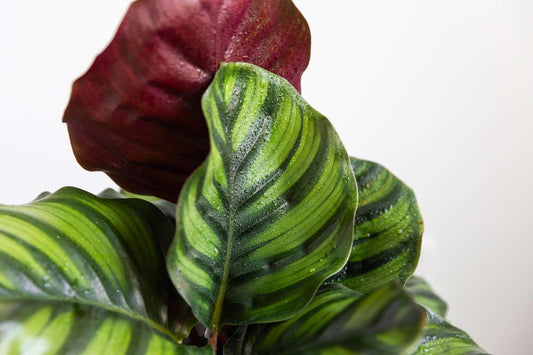Calathea Fasciata - View 12 from www redcrocus com