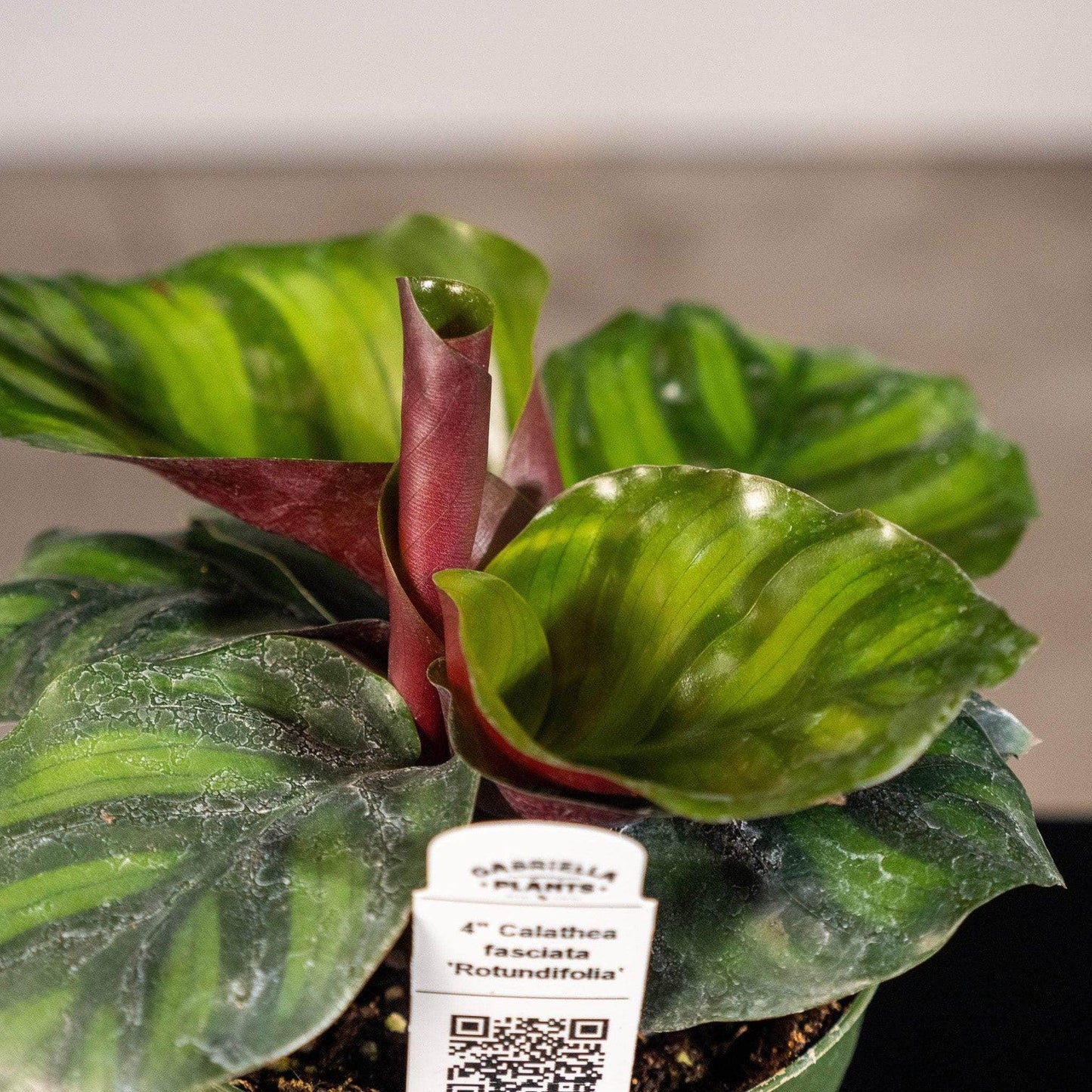 Calathea Fasciata - View 13 from www redcrocus com