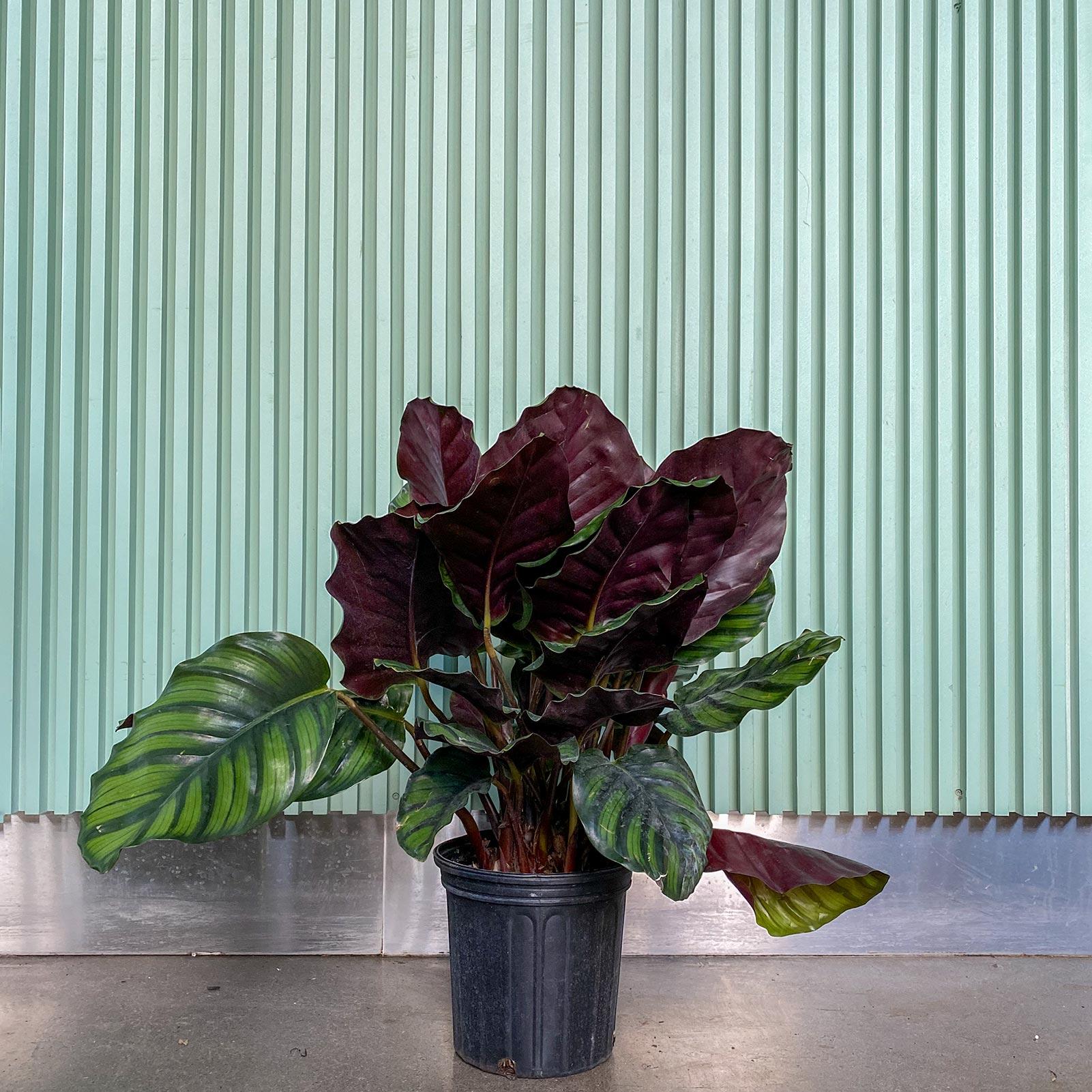 Calathea Fasciata - View 14 from www redcrocus com