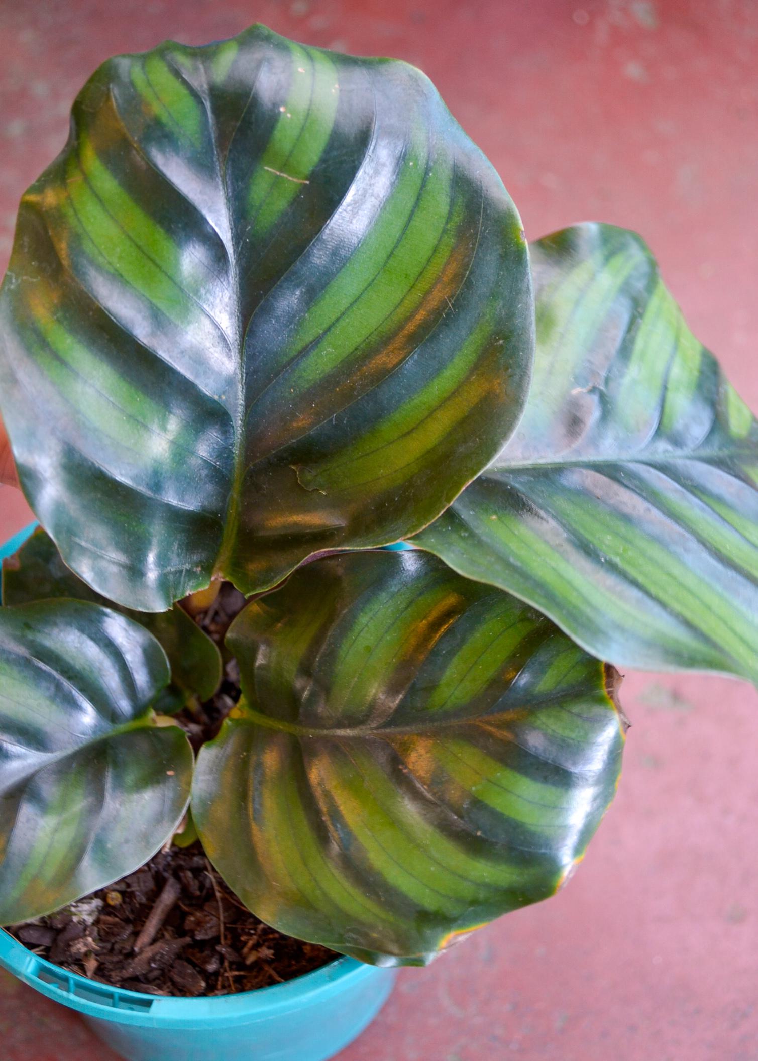 Calathea Fasciata - View 17 from www redcrocus com