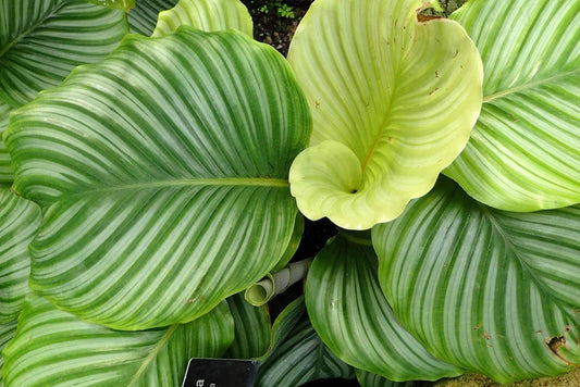 Calathea Fasciata - View 1 from www redcrocus com