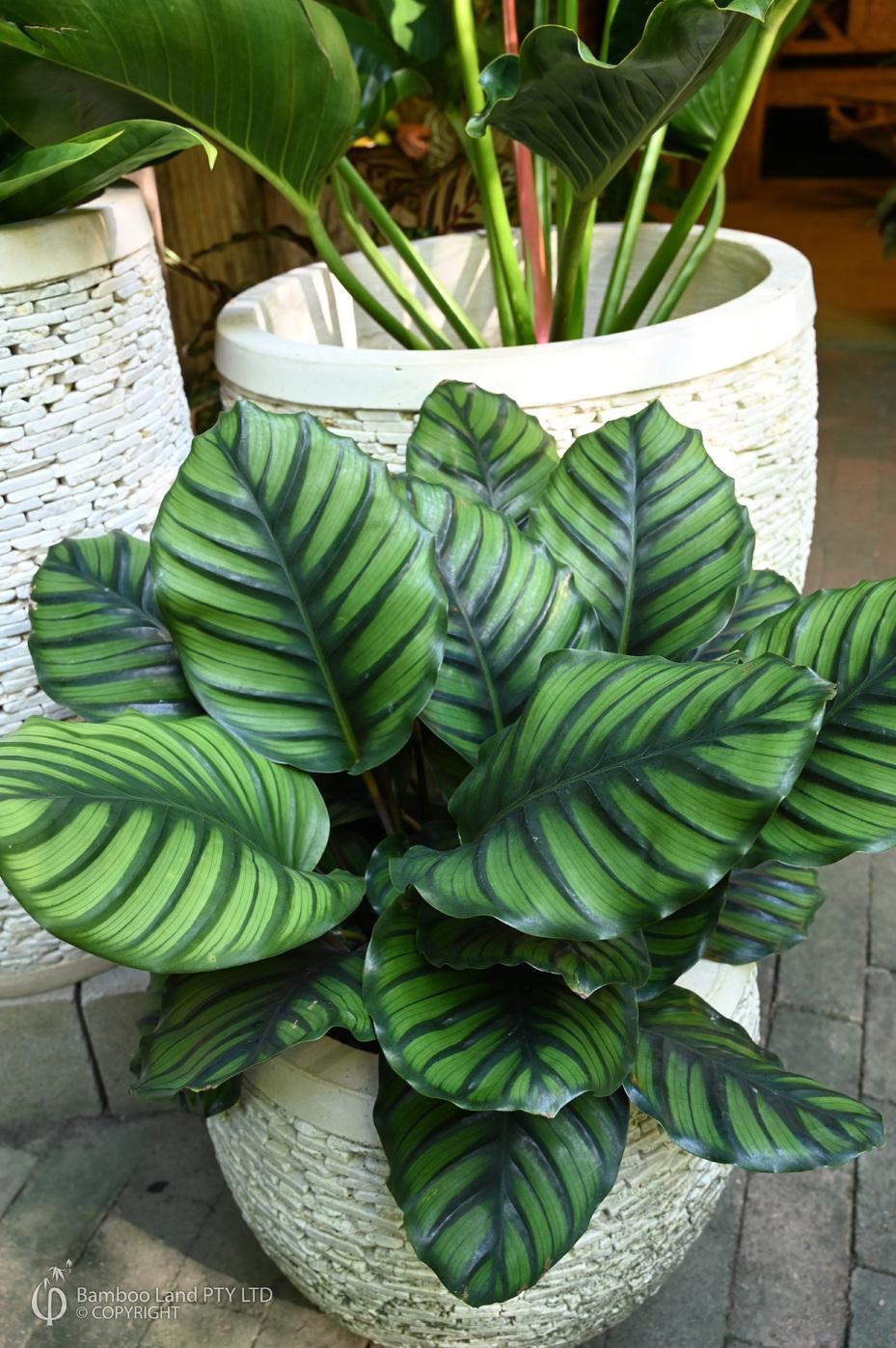 Calathea Fasciata - View 4 from www redcrocus com